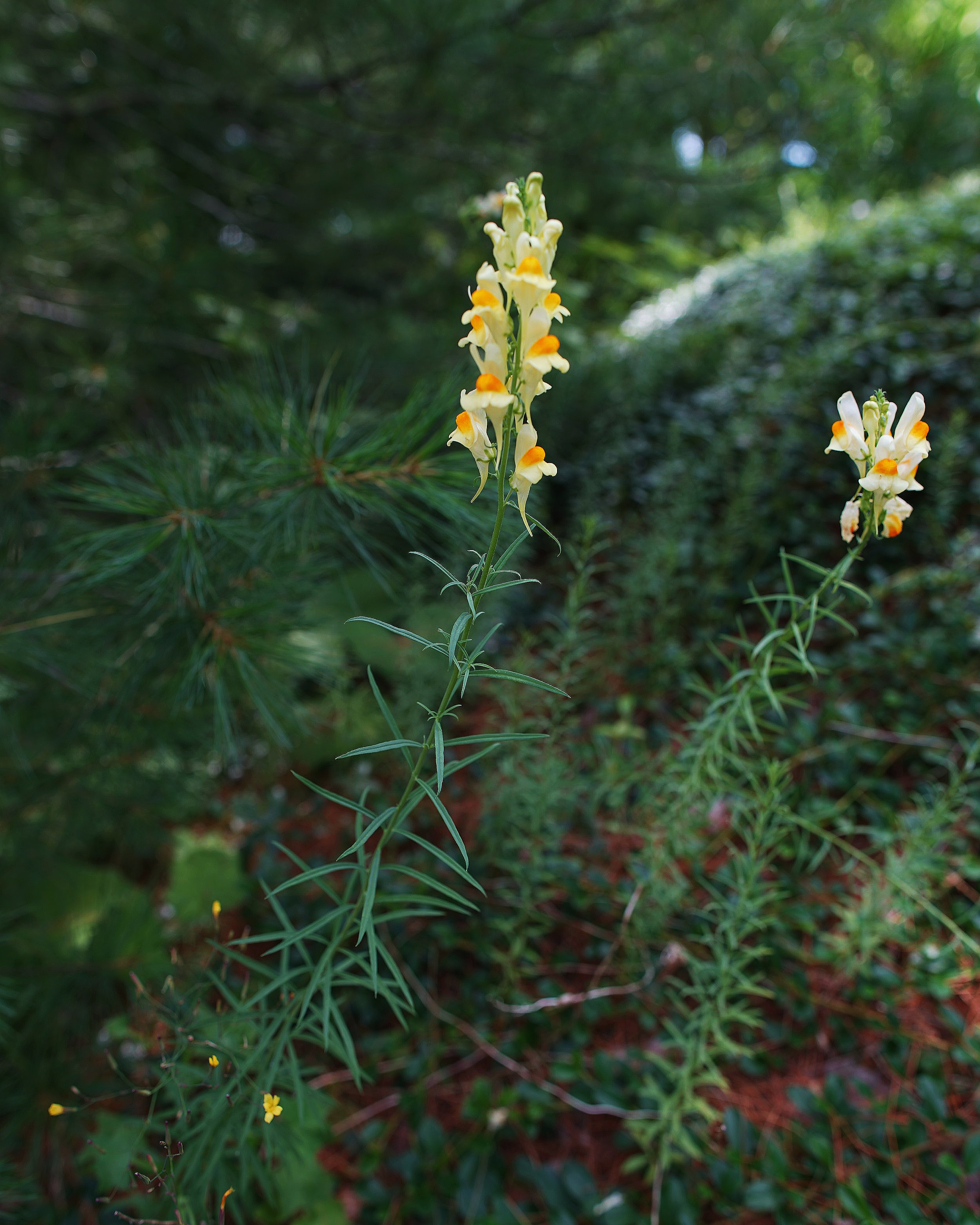 Yellow and white flowering plant growing among green foliage and trees in a natural setting.