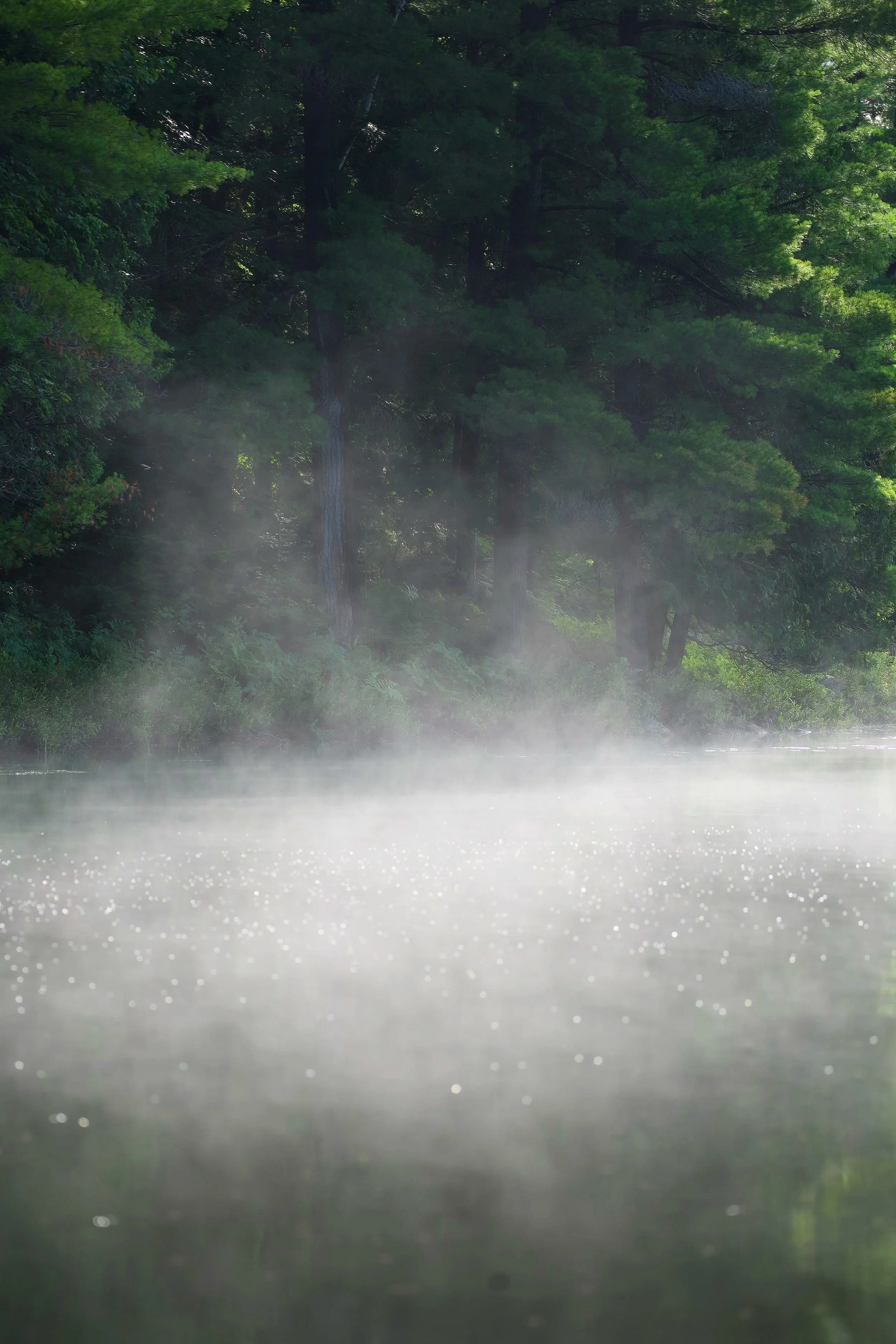 Fog.jpg