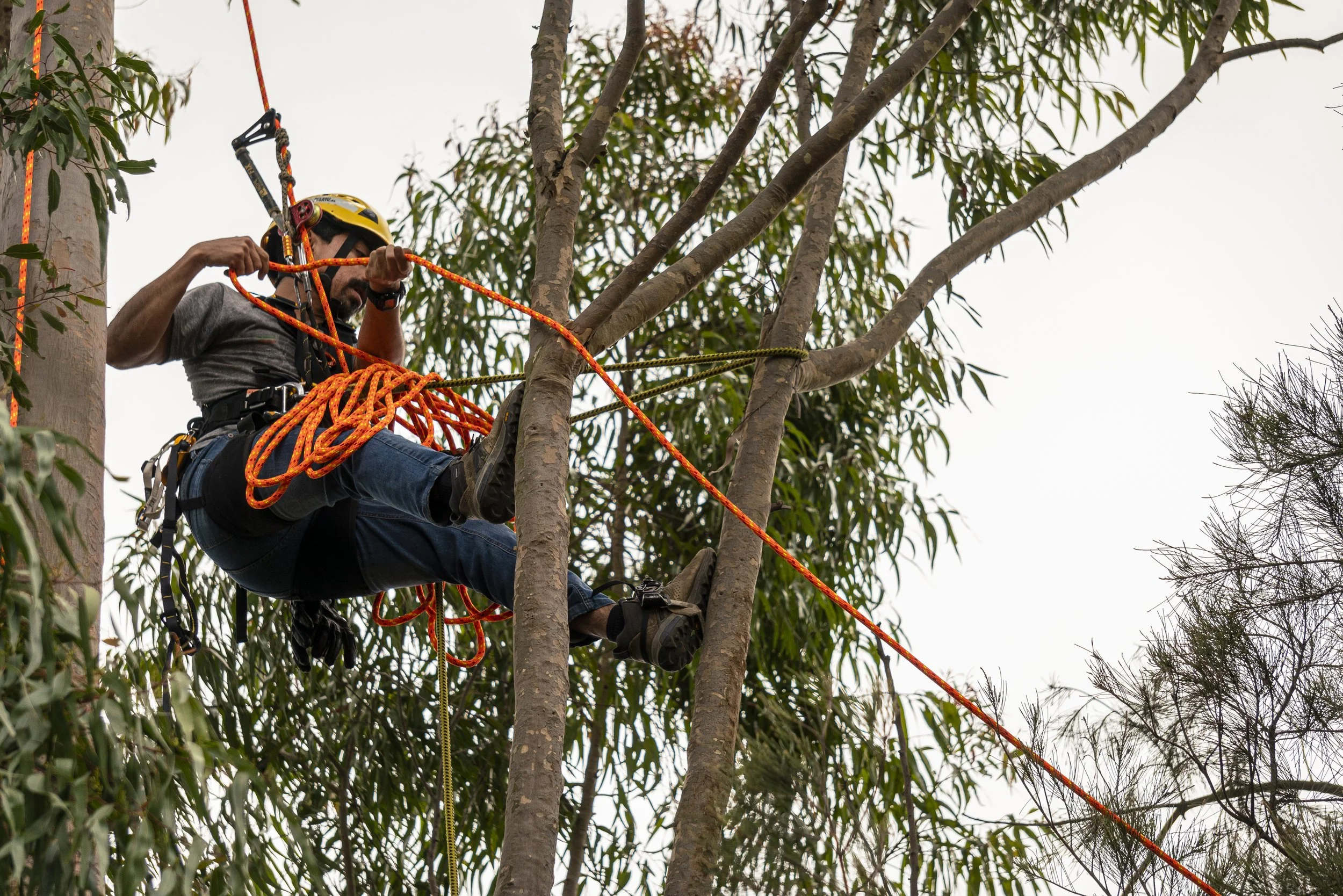 persona con casco de seguridad y arnés de escalada realizando una actividad de escalada en un árbol, usando cuerdas y equipo de protección.
