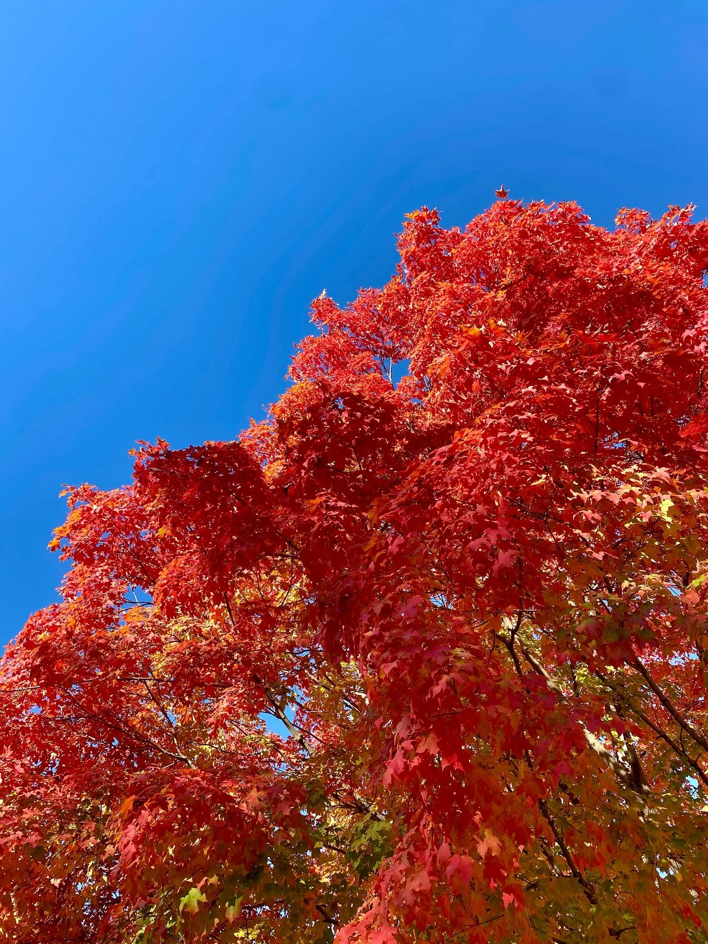 Weekend recap 📸

- 🍂 🍁 
- @kclibrary central library is 😍
- found a lil recipe to make 👅 
- who is this dog? (post-new groomer)
- she still loves me though 💕