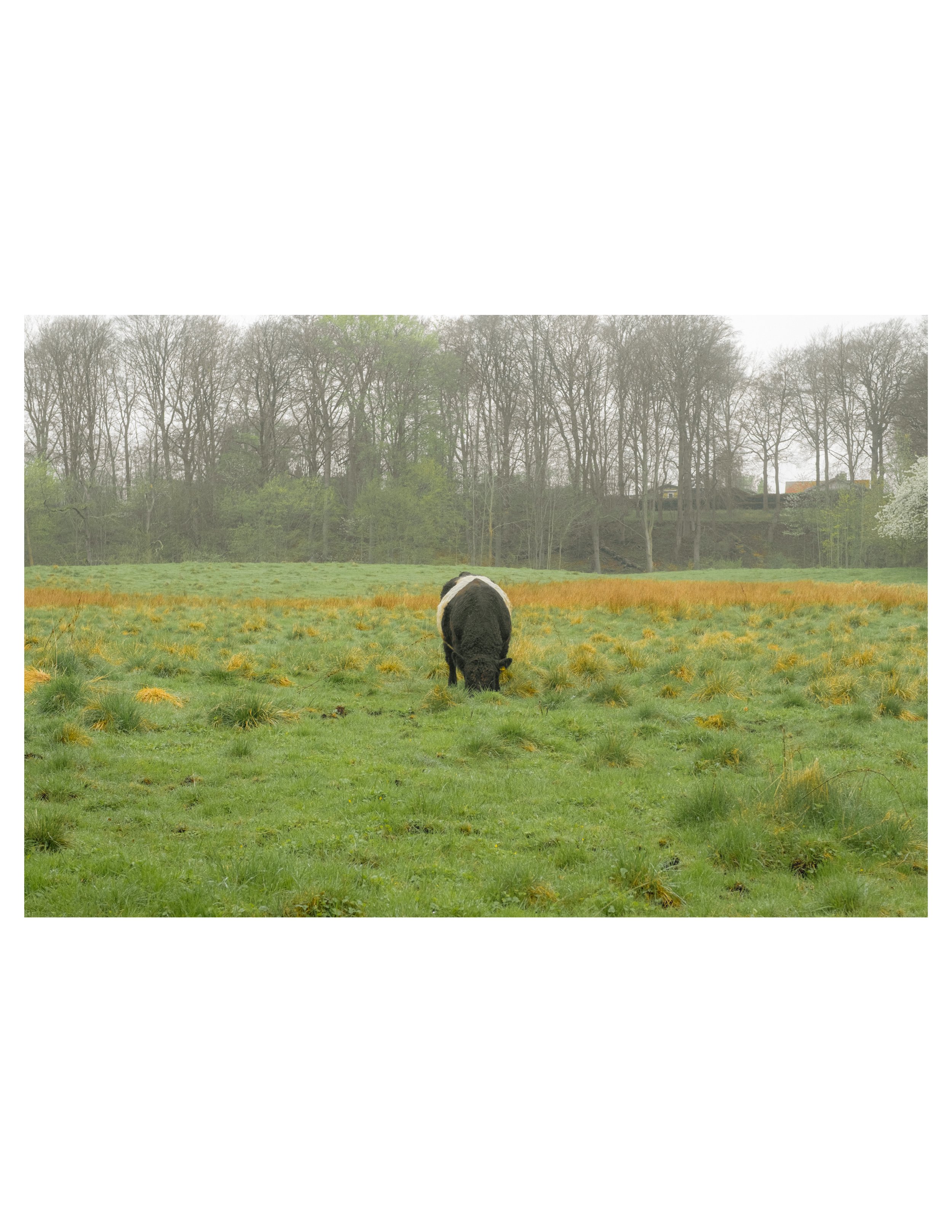 country side cows-19.jpg