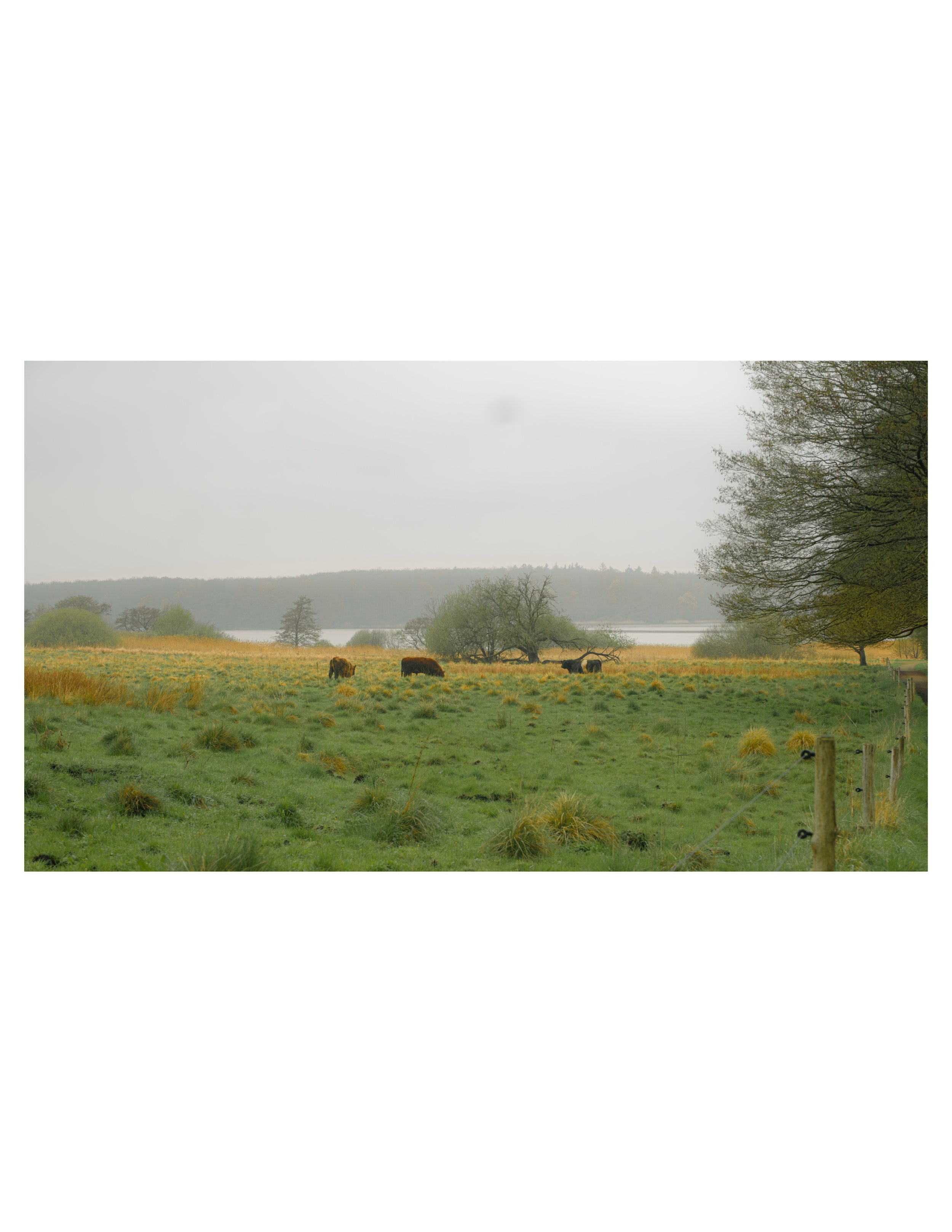 country side cows-22.jpg