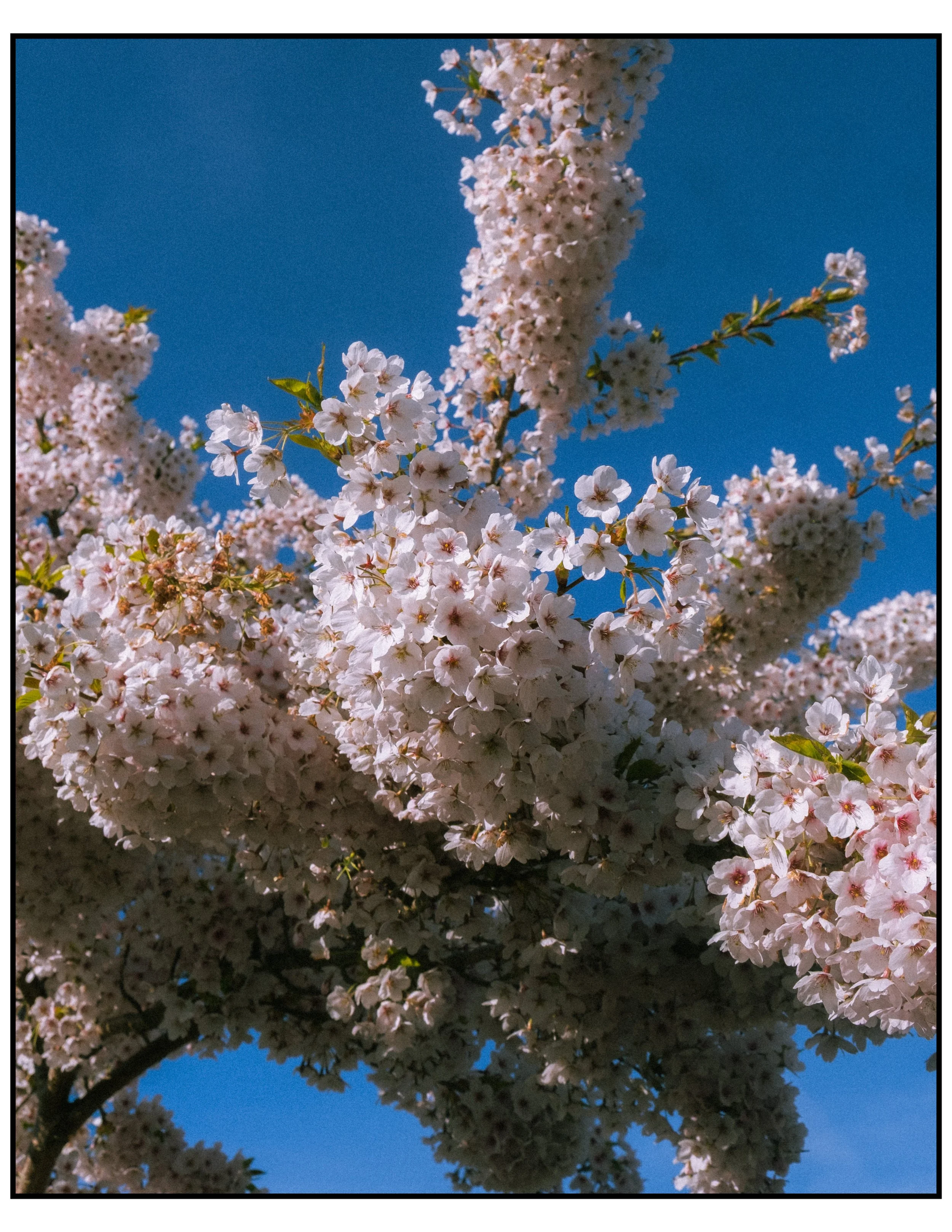 ultramax digital blossom-1.jpg
