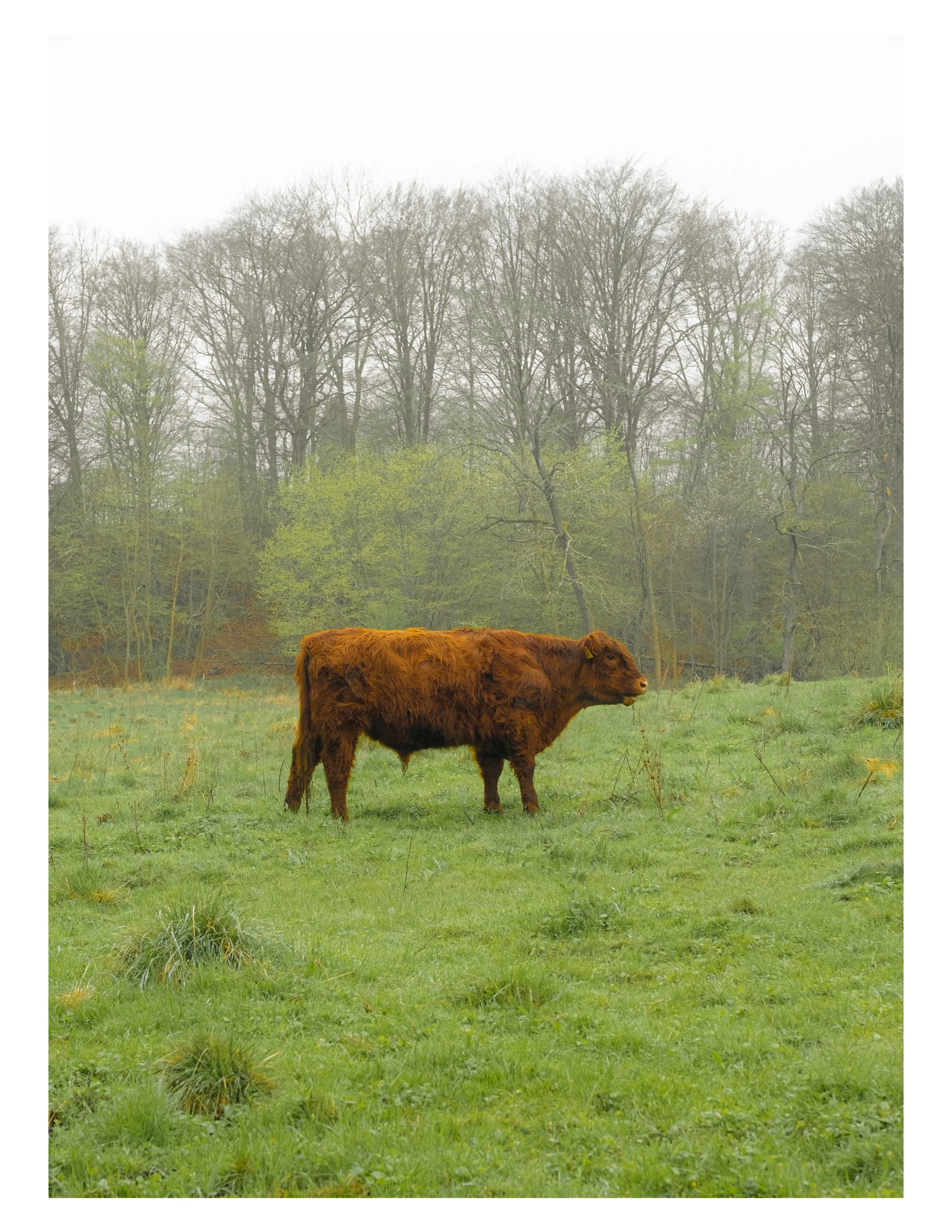 country side cows-21.jpg