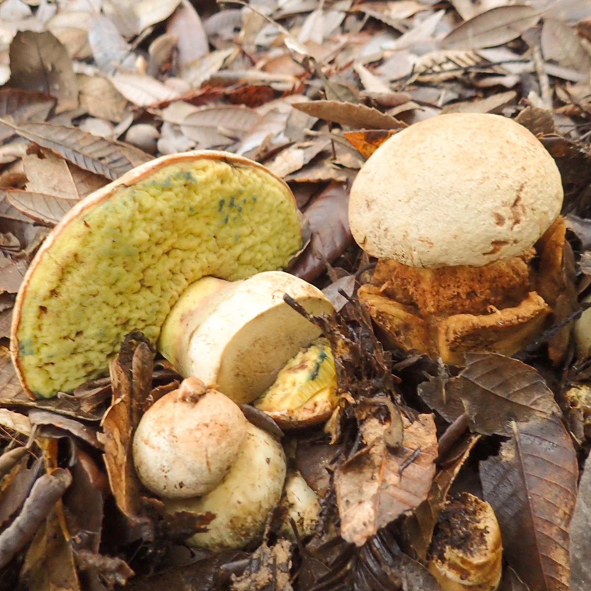 Butter Bolete