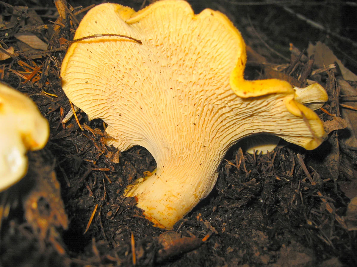 Chanterelle