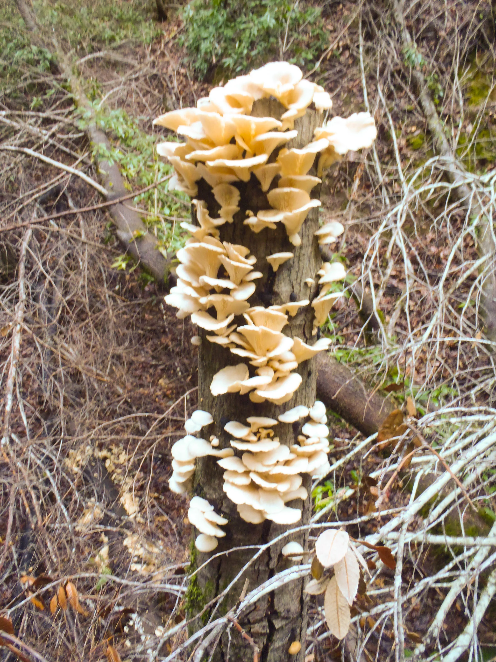 Oyster stump
