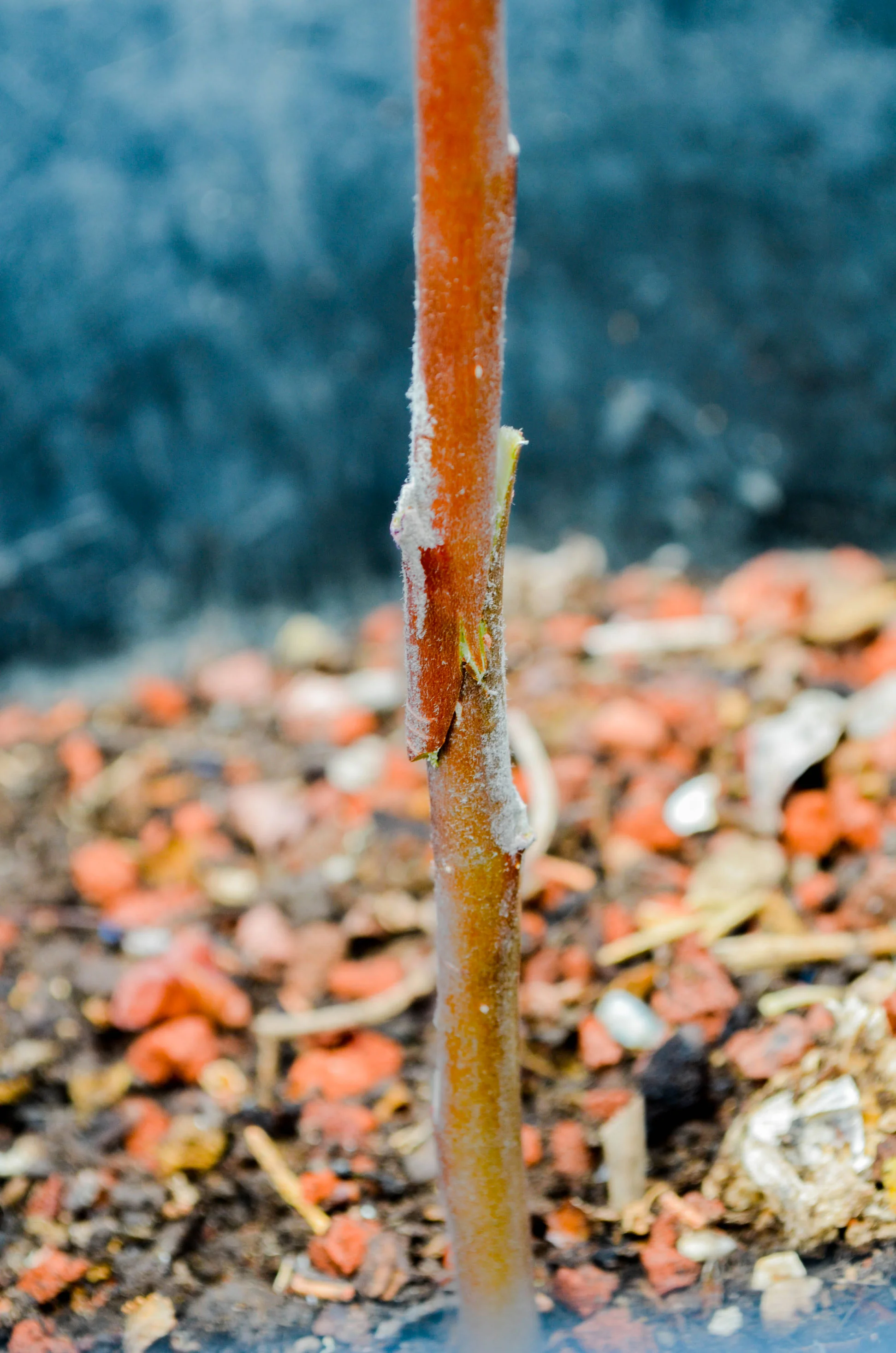 graft05.jpg