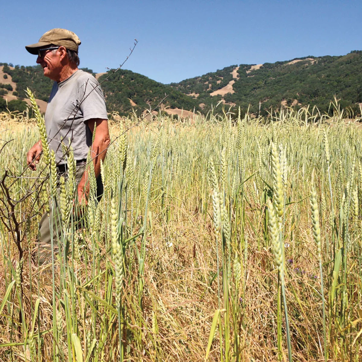 Mendocino-Grain-Project-900x900.jpg