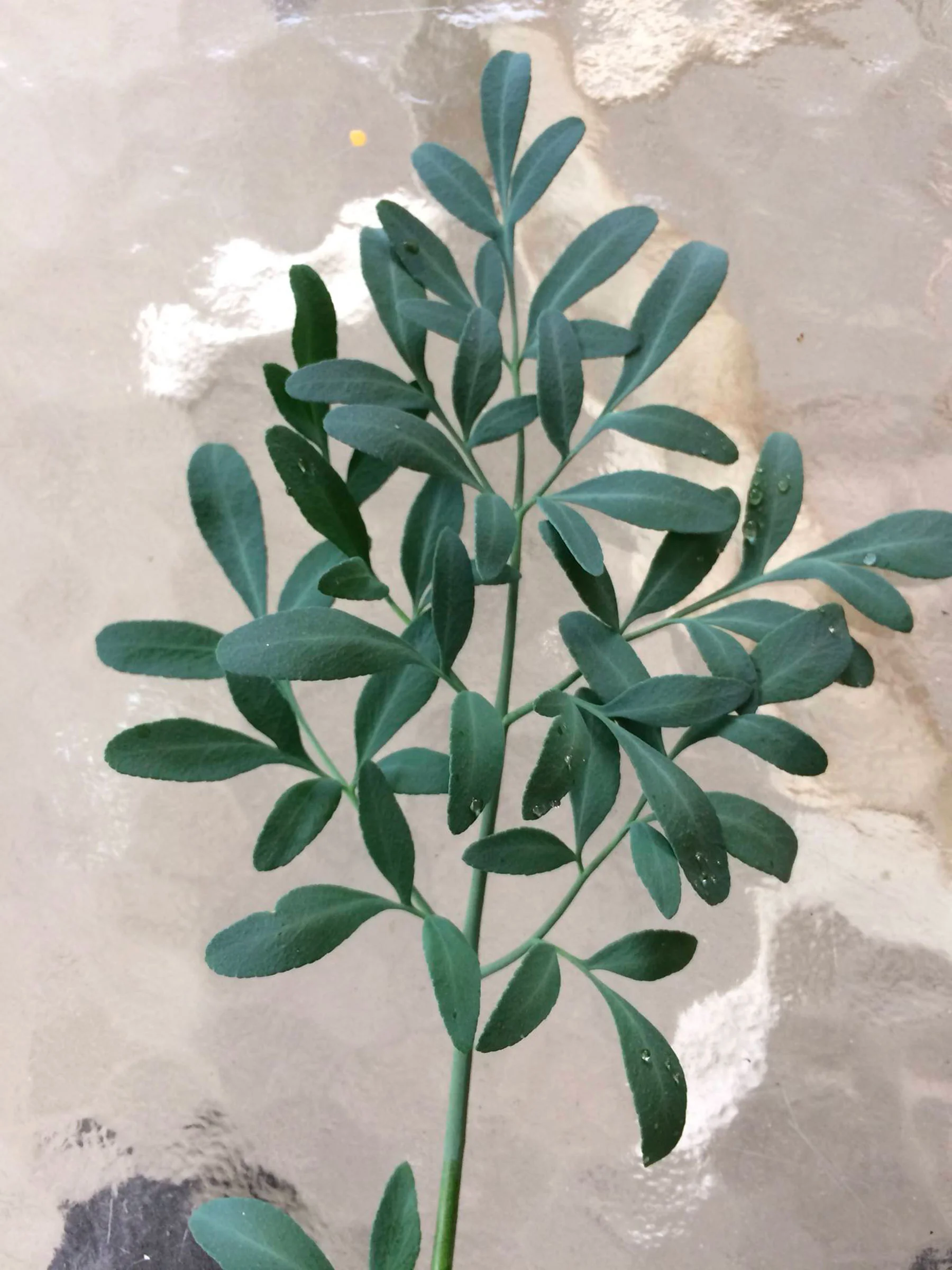 the Tenadam spice plant.