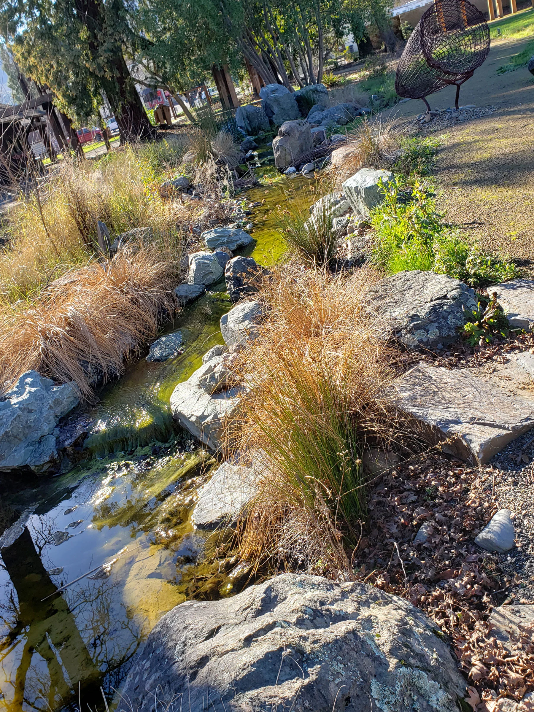 The Wild Gardens at the Grace Hudson Museum include several plant species used by Pomo basket weavers
