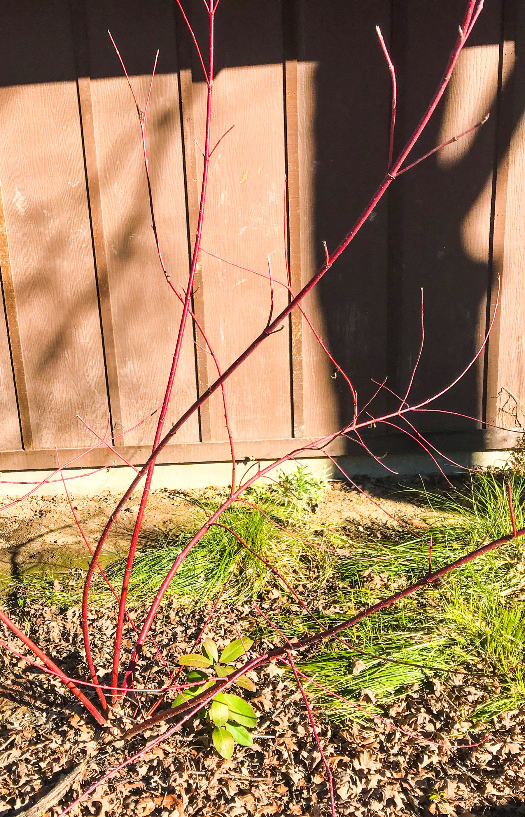 Shoots from the Redbush plant are used in Pomo basket weaving