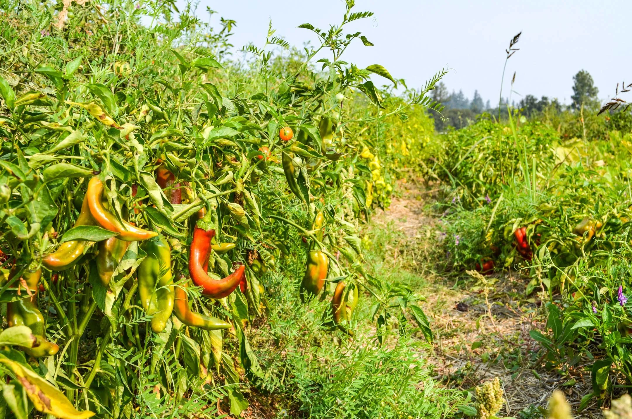 Summer peppers ripening.
