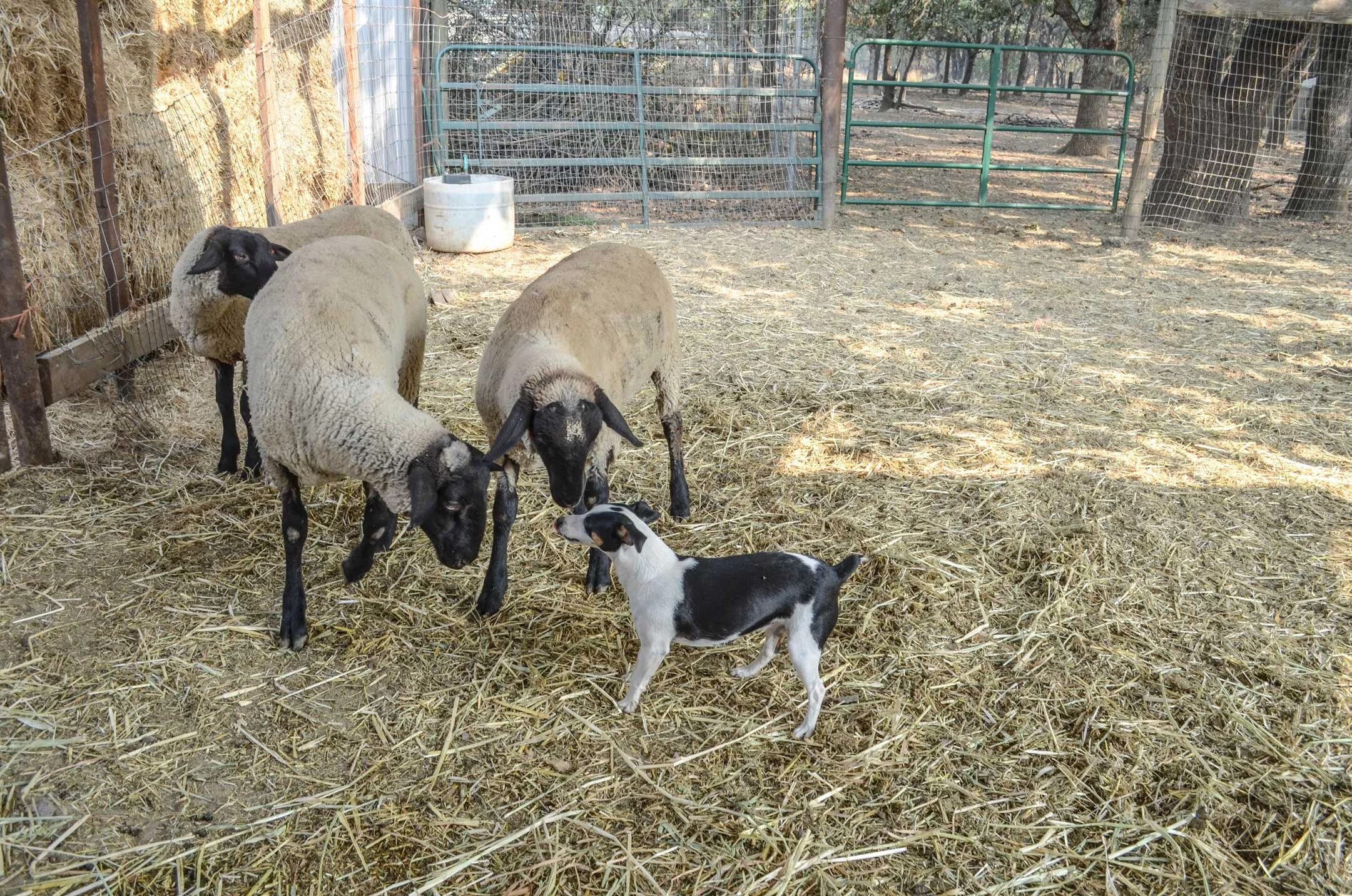 CinCin checks in with the sheep.