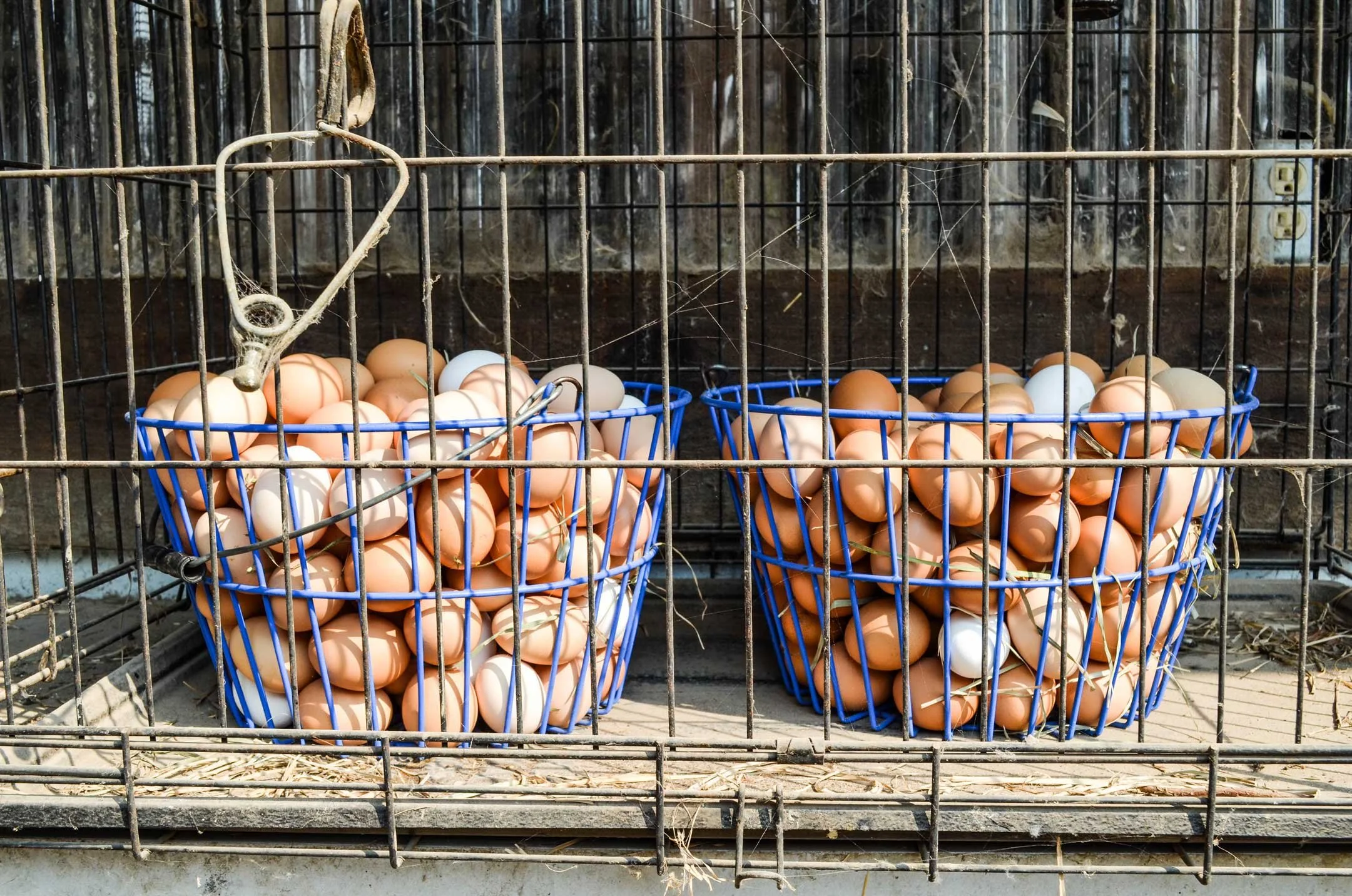 Farm fresh eggs