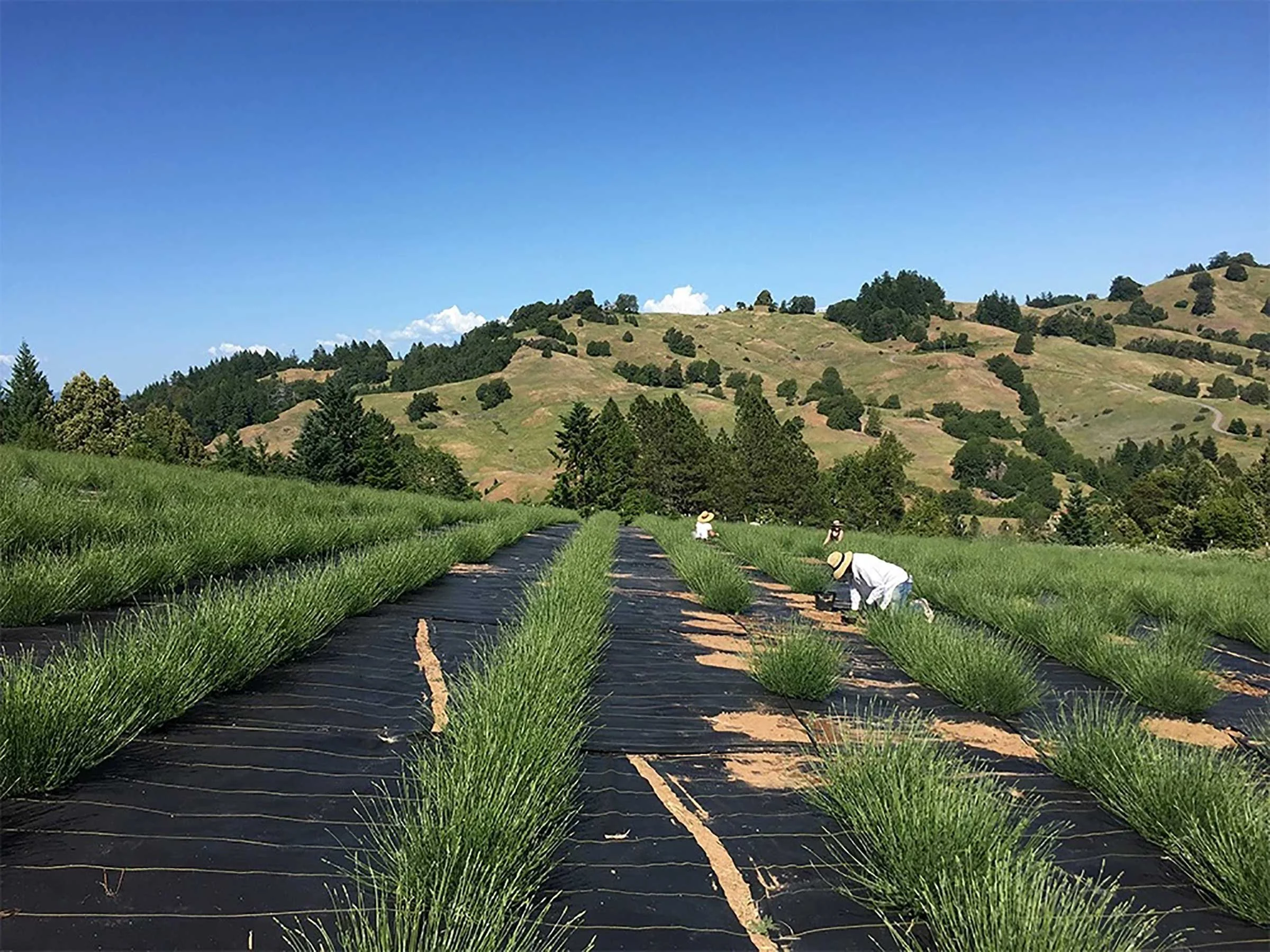 Planting the lavender in spring