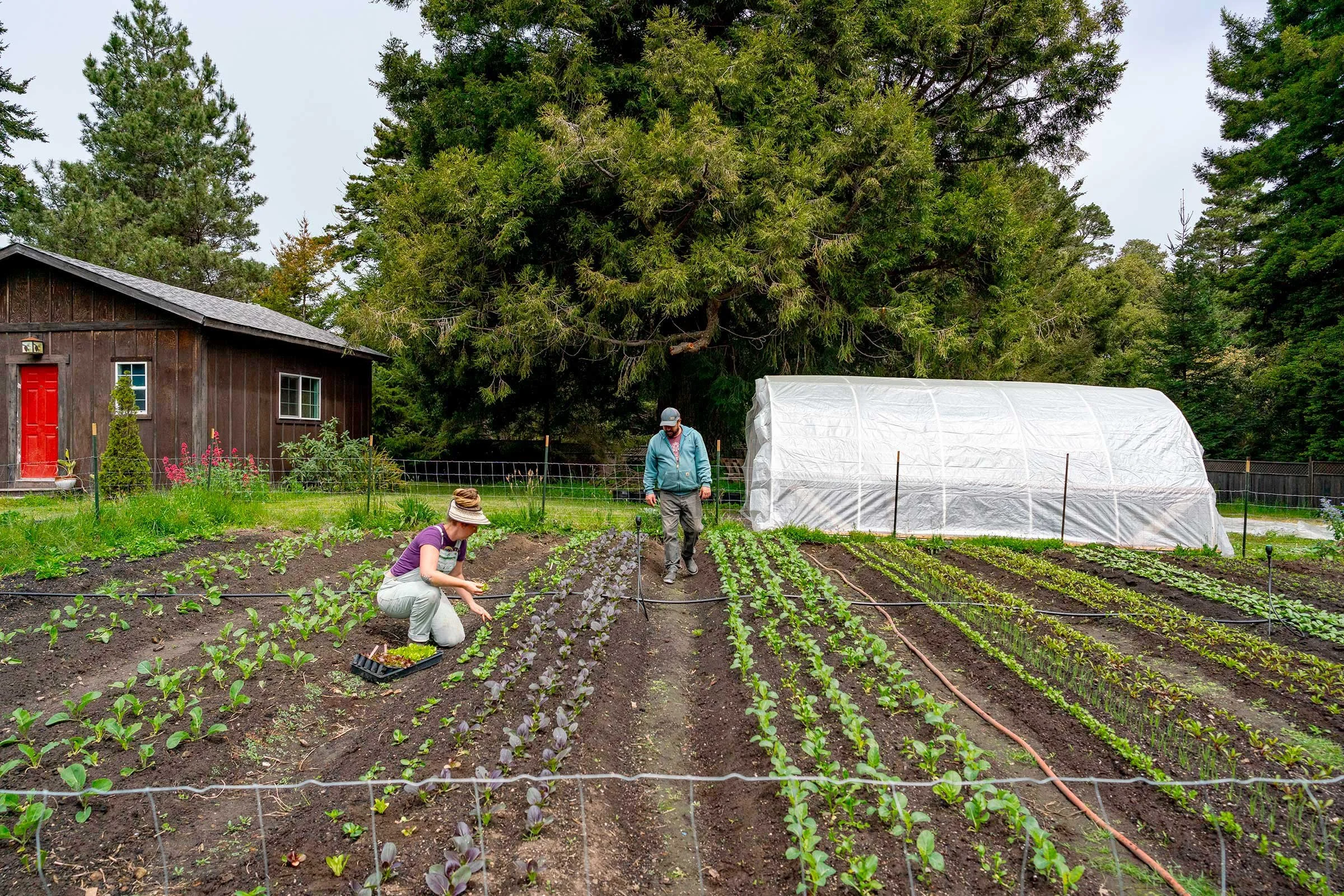 Jason &amp; Darcie planting lettuces