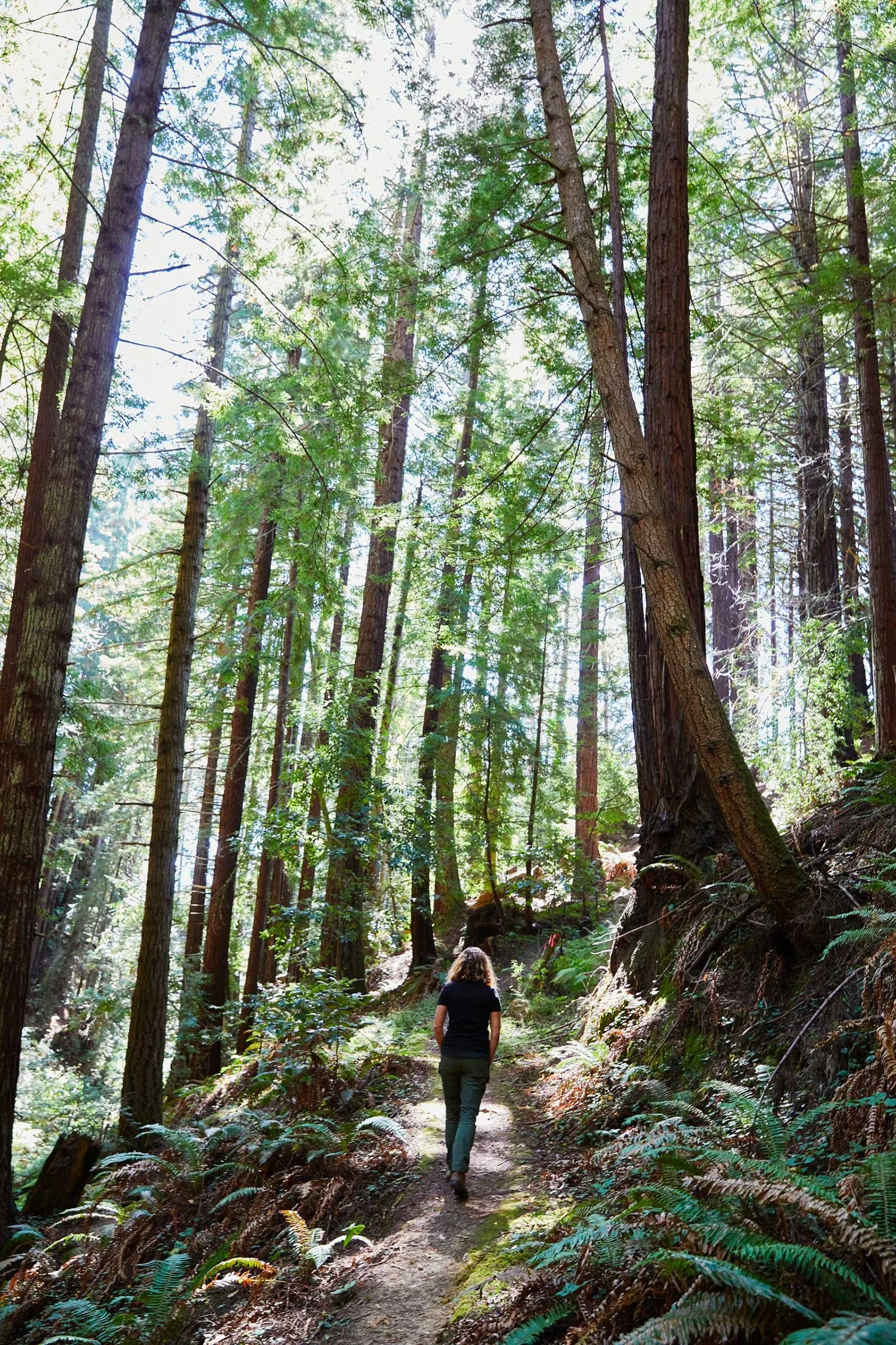 A path through the redwoods is perfect for a peaceful stroll.