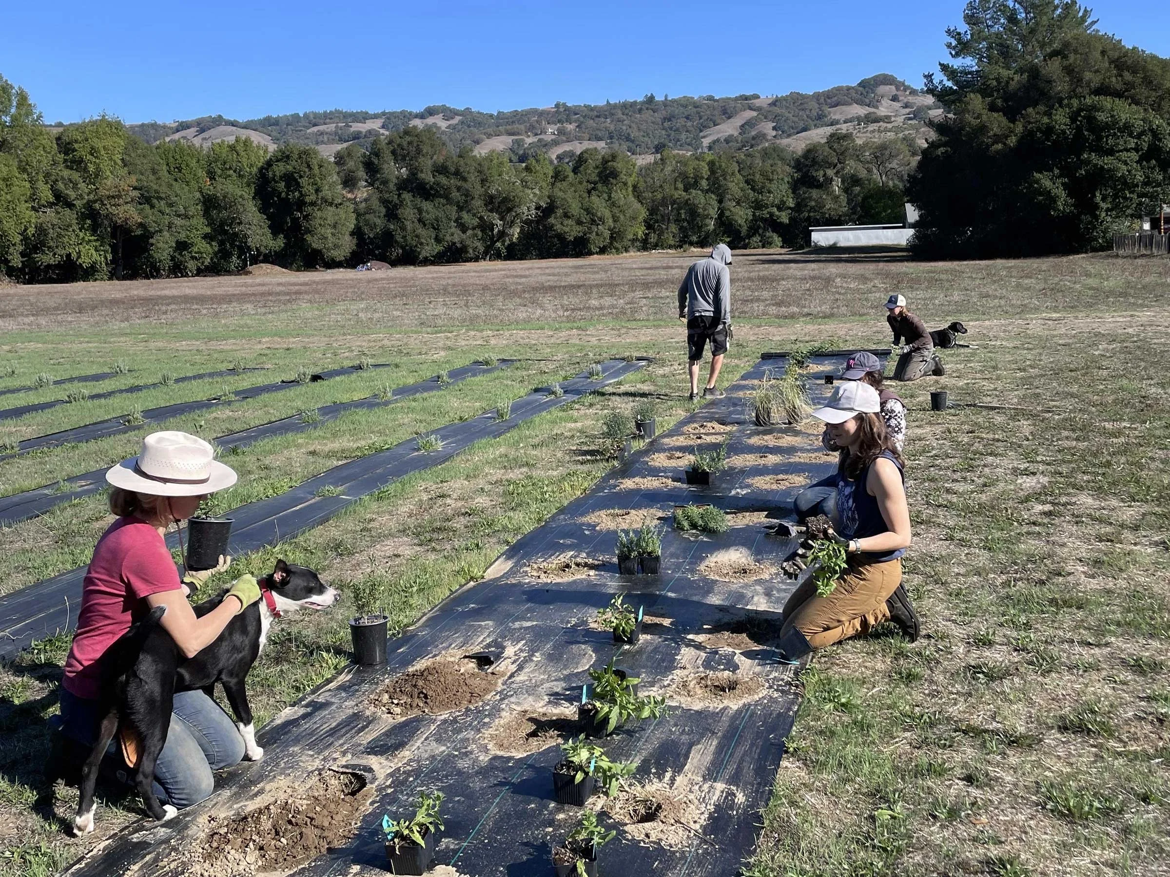 Planting the hedgerow of native