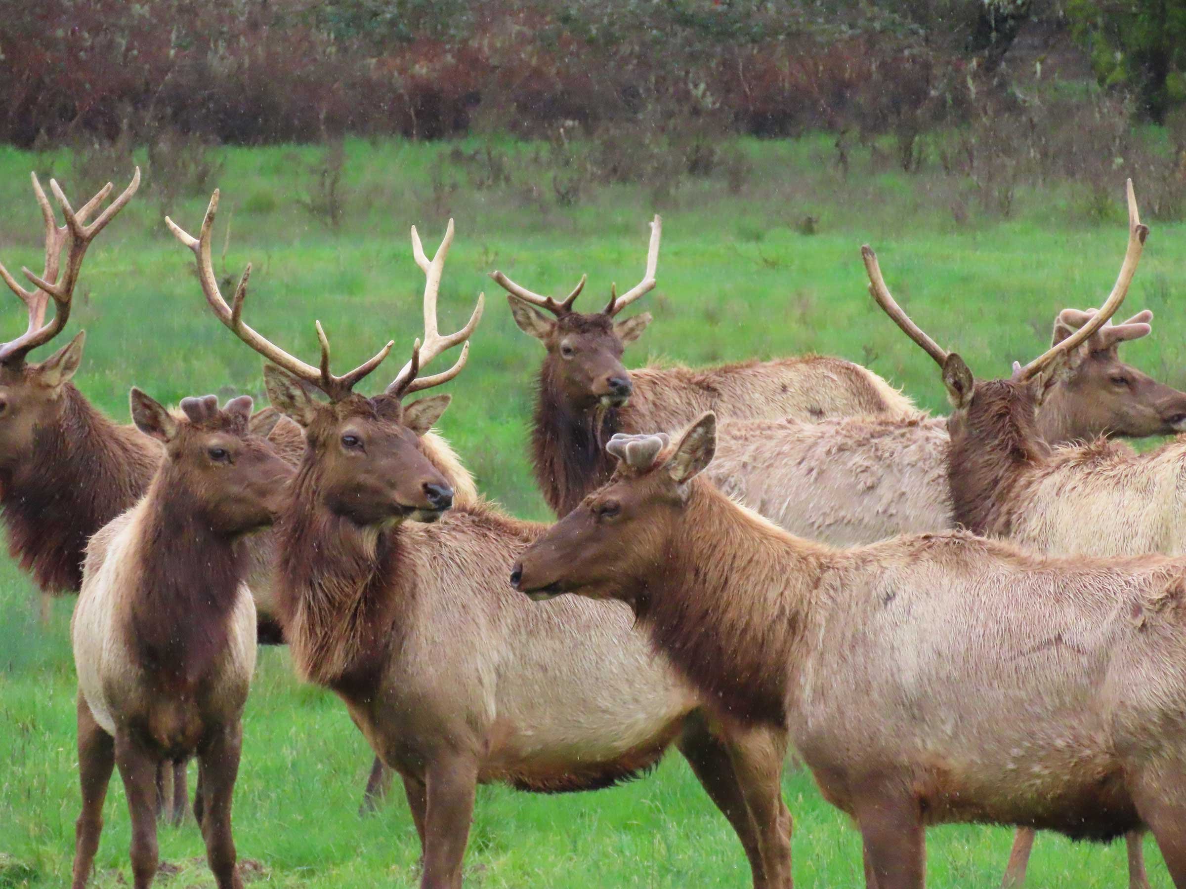 Bull elk spotted on the mitigation lands