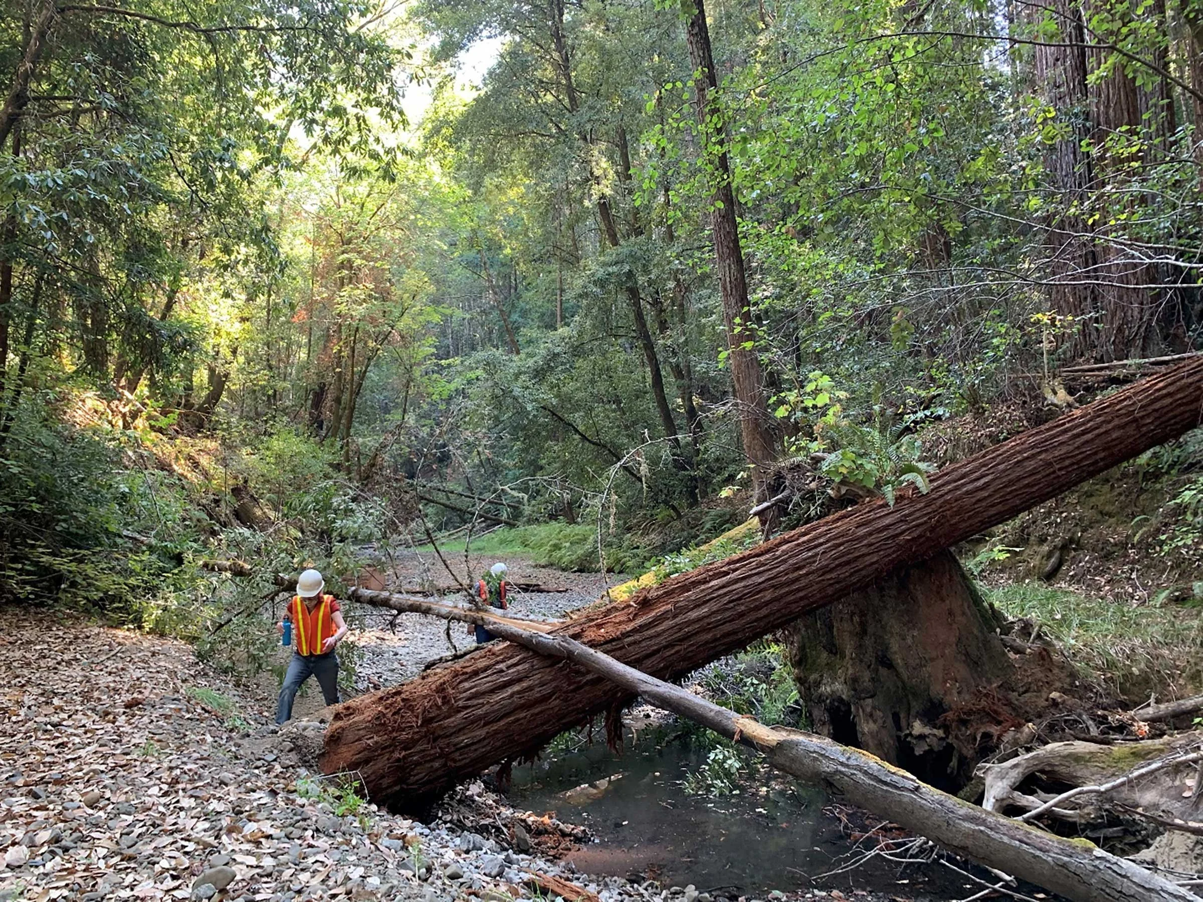 Installing large wood in streams enhances habitat for endangered fish species.
