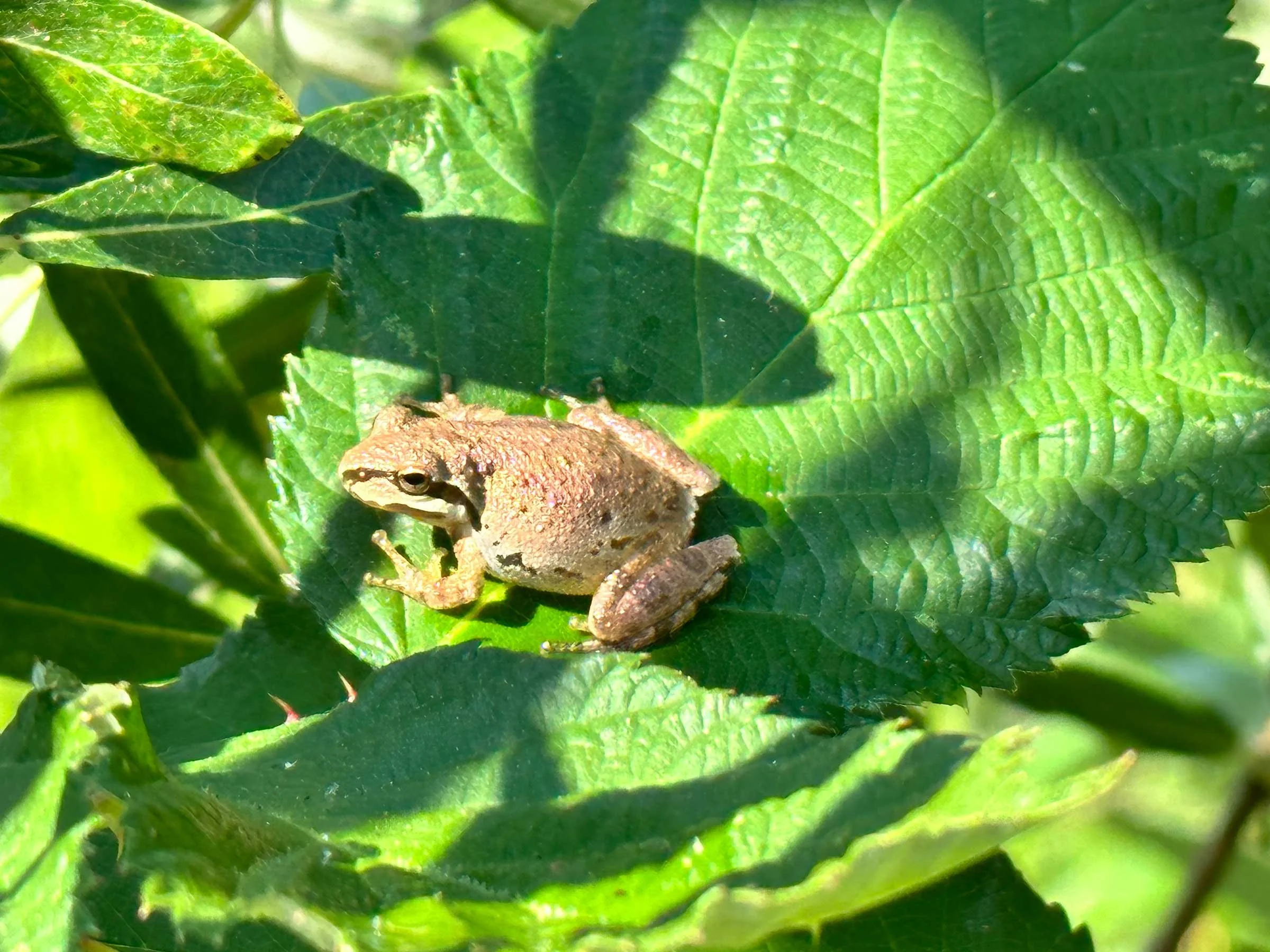 A golden brown tree frog on the Willits Bypass Mitigation land