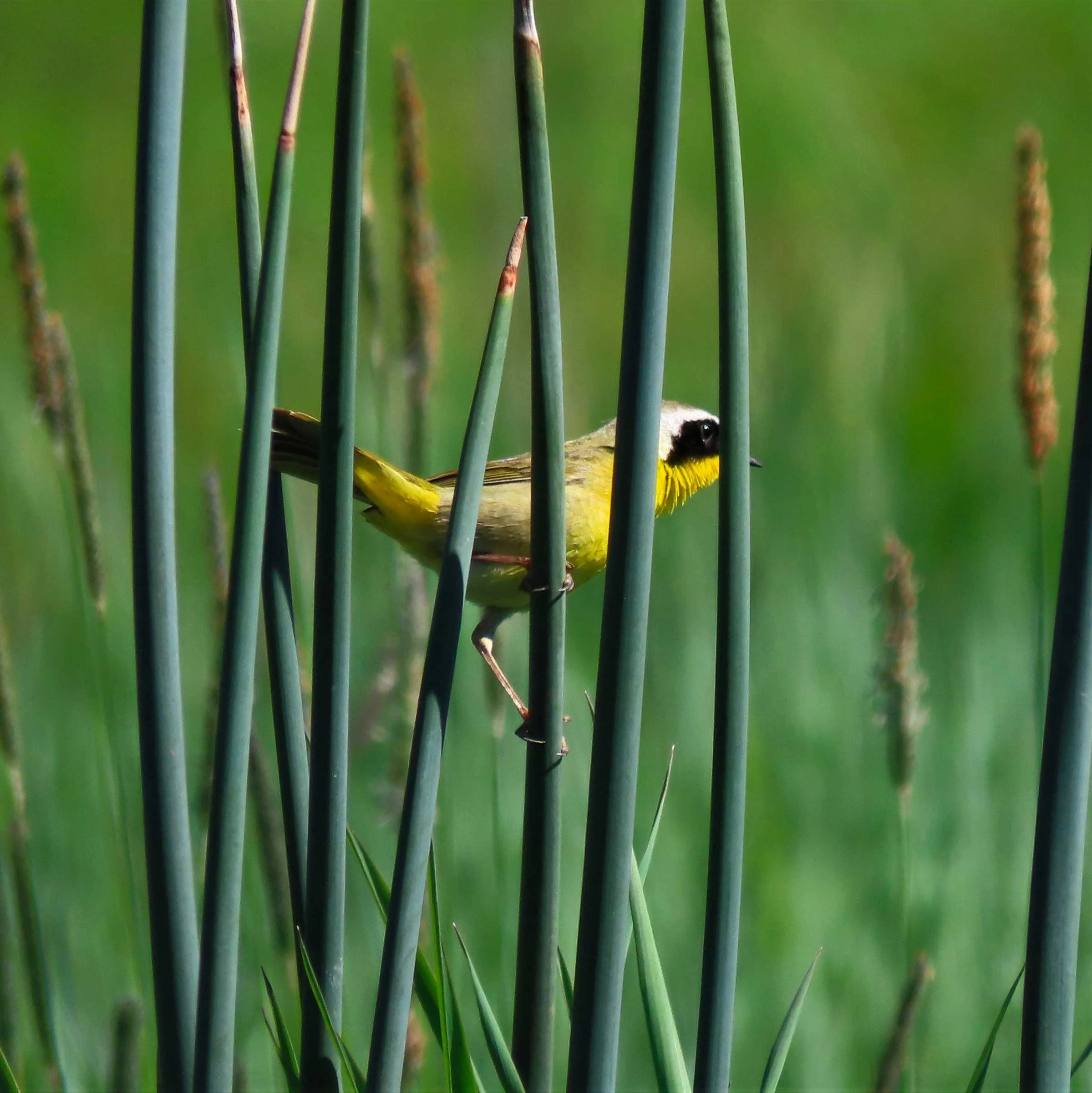 A yellowthroat jacobs is one of the species found on the mitigation property.
