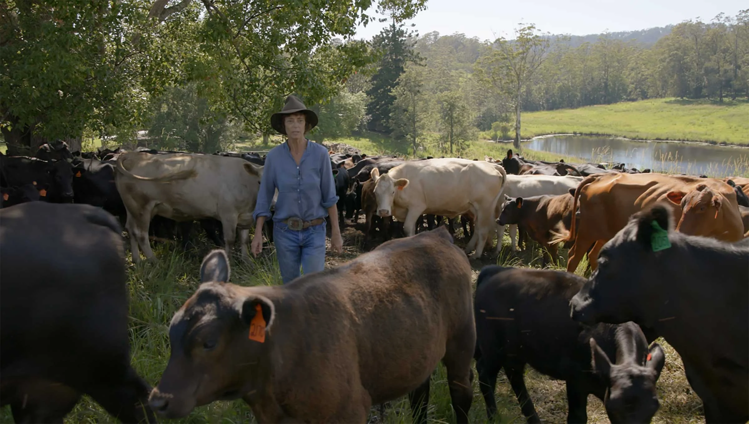 Rachel mooooves the cows between paddocks.