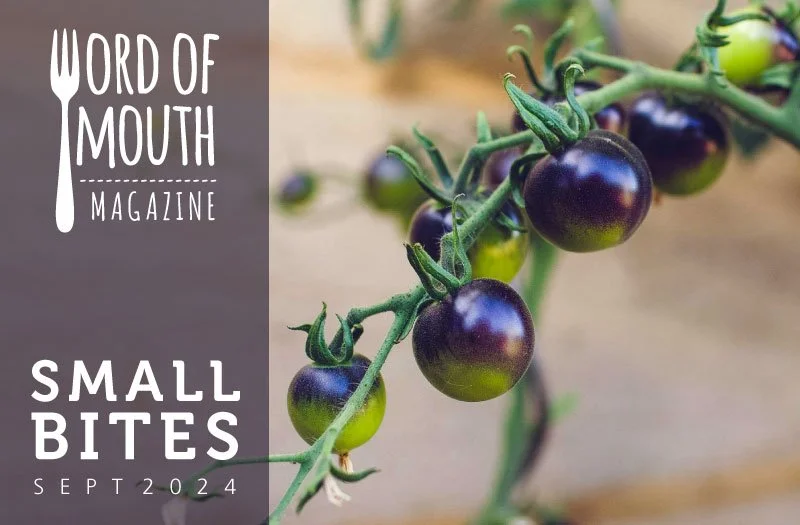 small-bites_header-Sept24.jpg