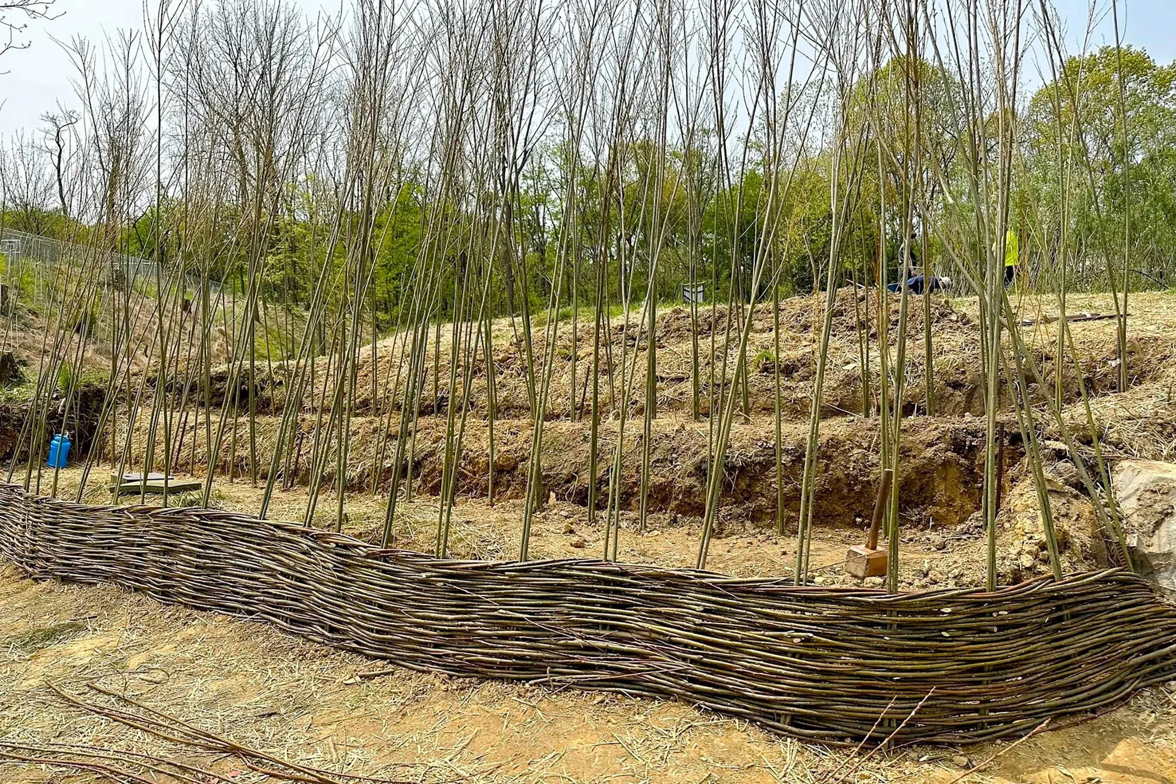 The Beauty of Lining a River With Willow