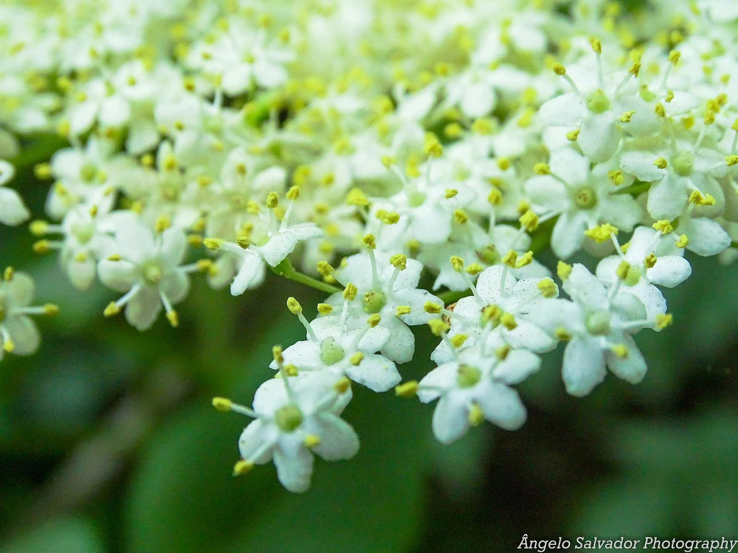 Elderflower