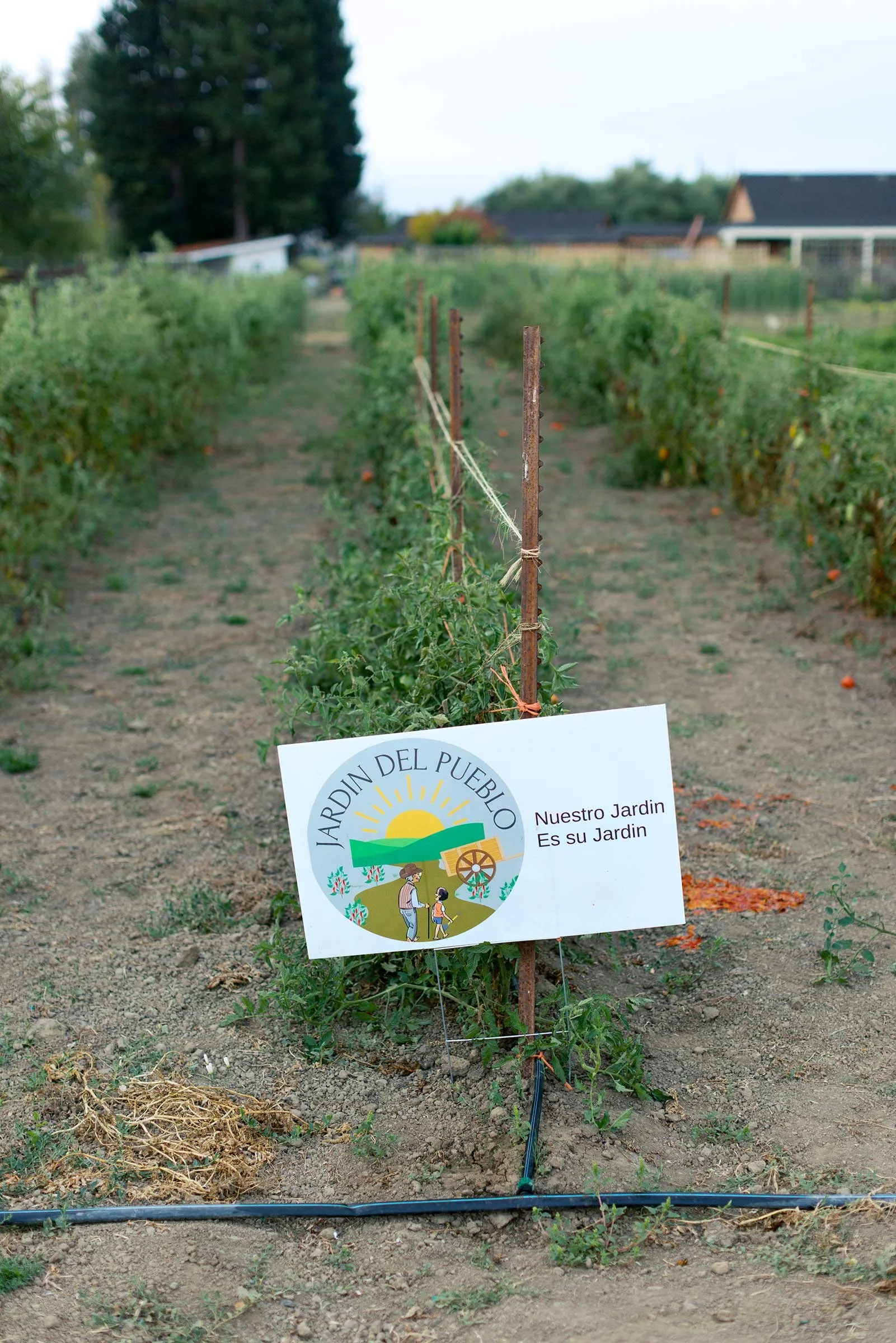 001_Made_Local_Jardin_del_Pueblo_09242025_paigegreen.jpg