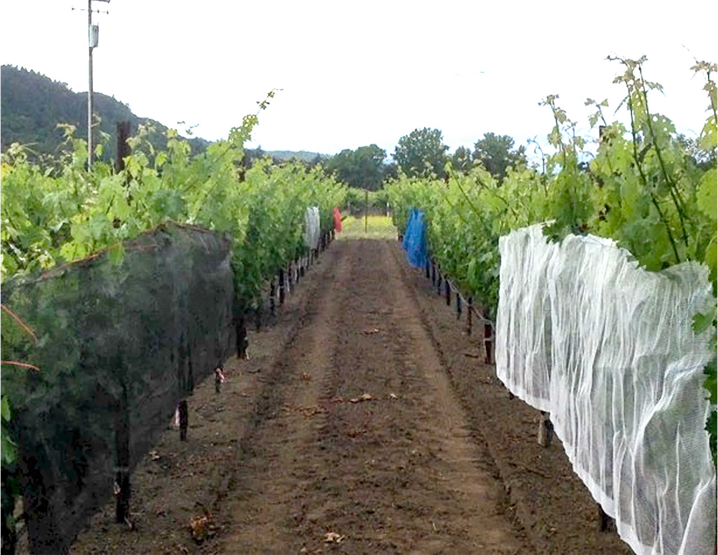shade-cloth.jpg