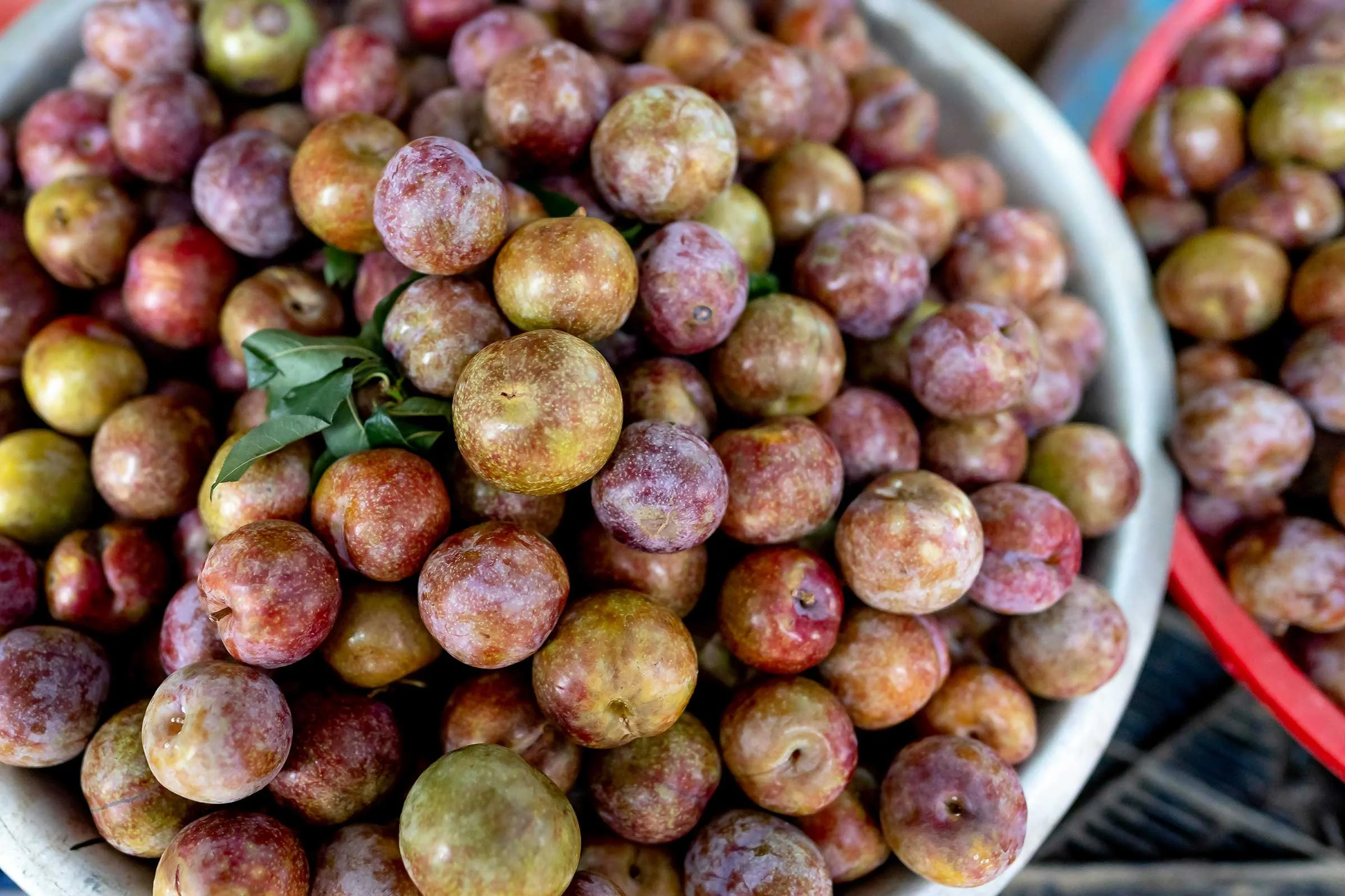 Flavor Supreme Pluots