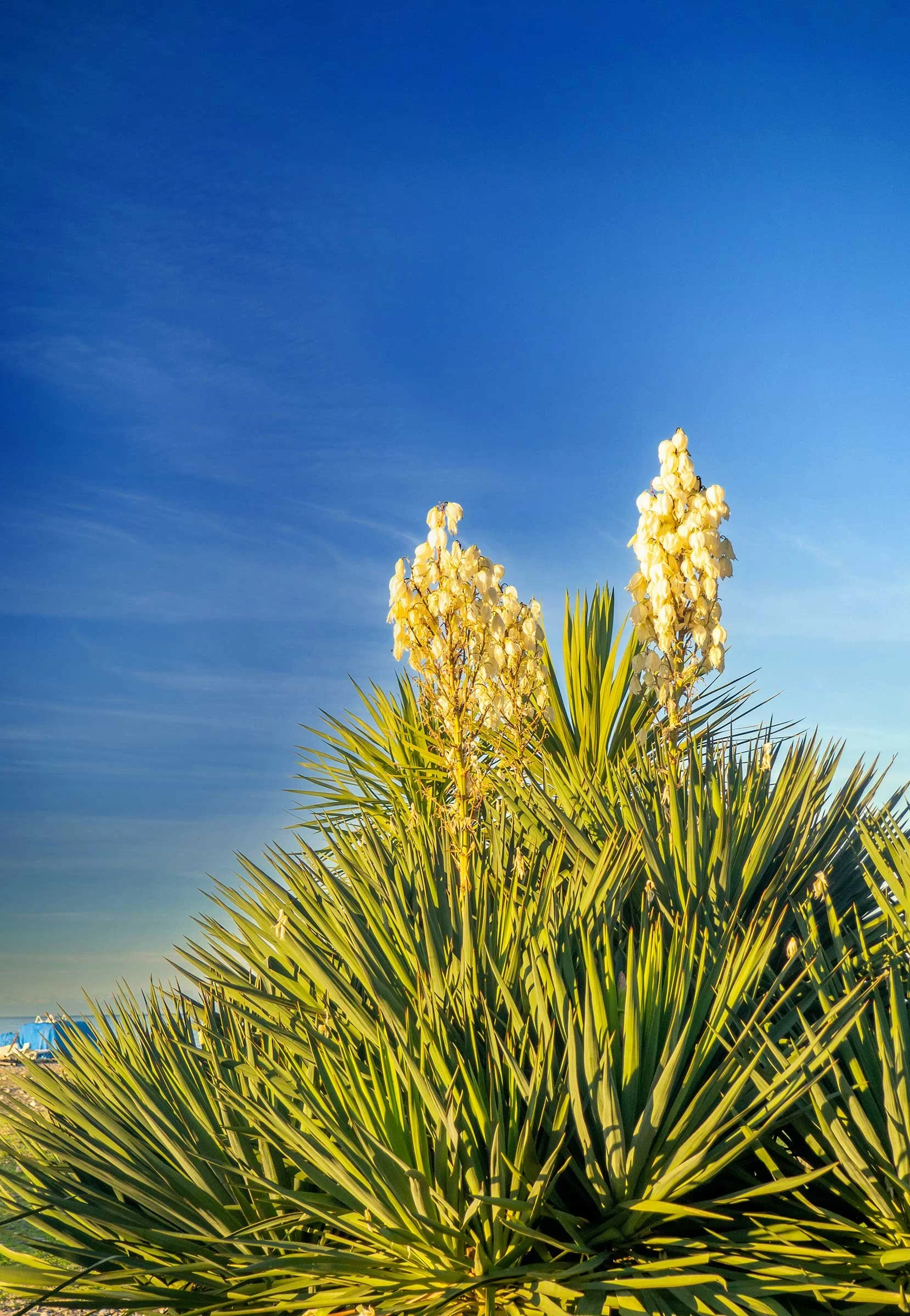 Yucca Blossoms