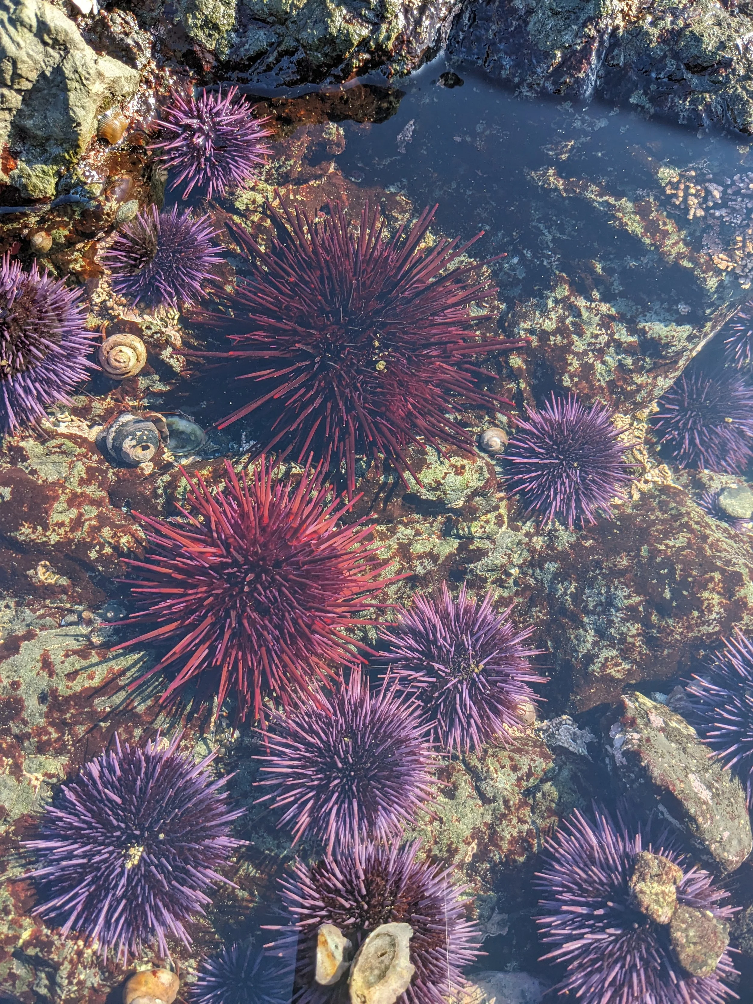 Taste the Sea