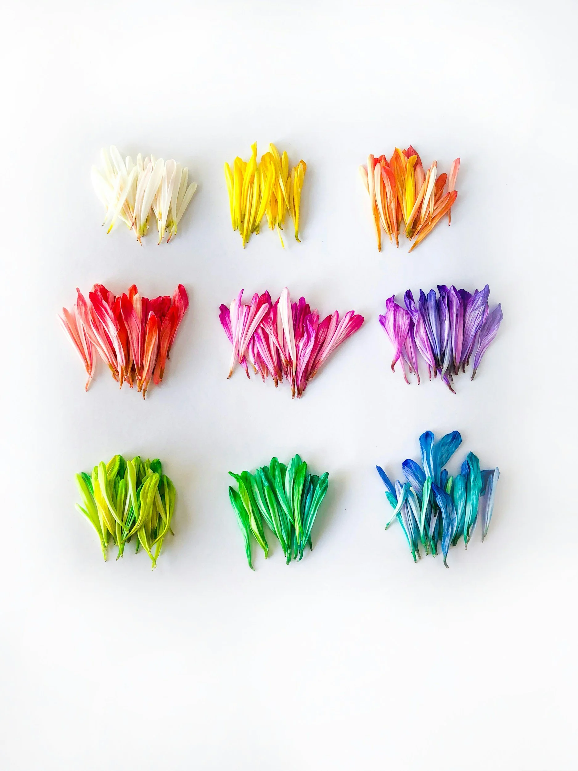 three rows of nine collections of different colored petals representing a rainbow on wall in LGBTQIA+ therapy office in Concord, NC