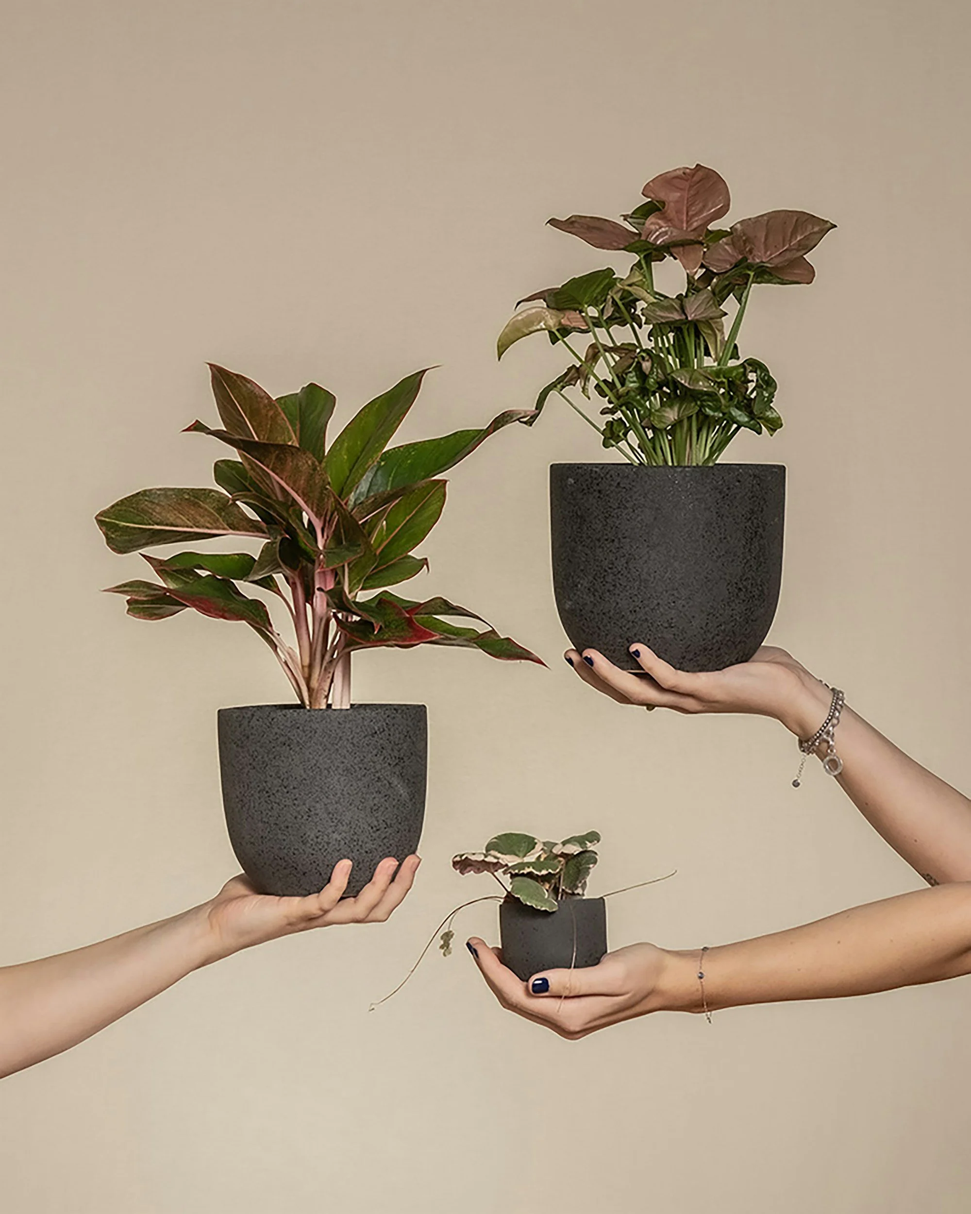 three hands holding three different plants in black pots in office for polyamory therapy in Concord, NC