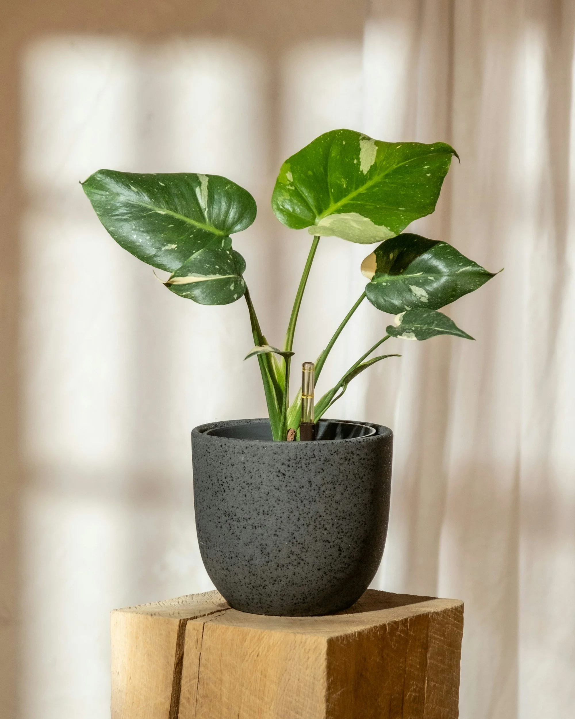 large-leafed plant in grey pot on wooden stand in therapy office in Concord, NC