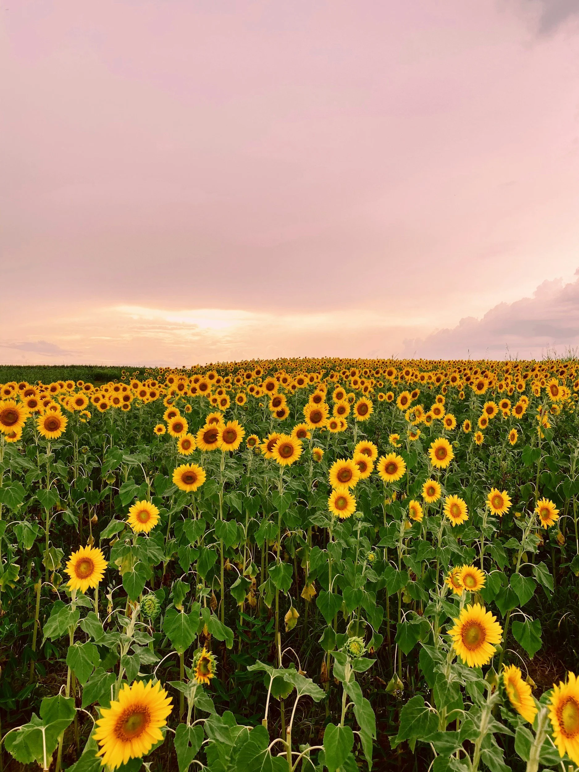 field of sunflowers against the pink sky of sunset in Virginia