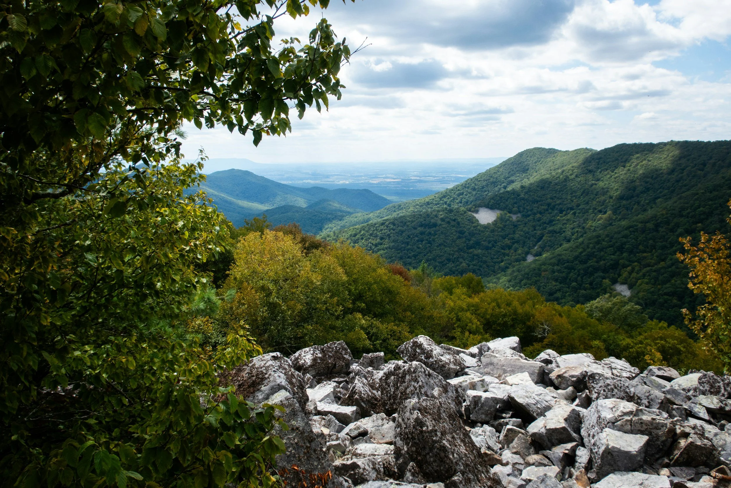 Shenandoah Valley with stunning view of mountain tops from rocky point with leafy tree covering surrounded by green bushes