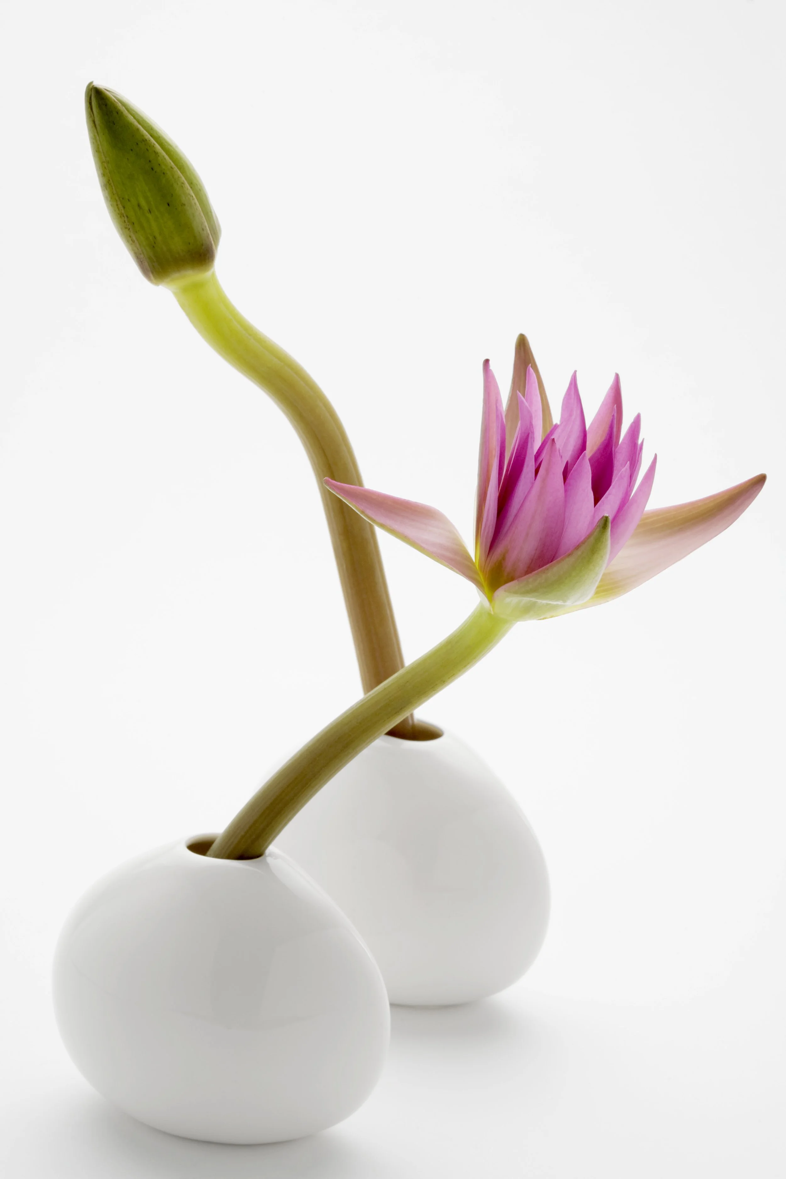 Small pink flower and closed bud in separate white vases