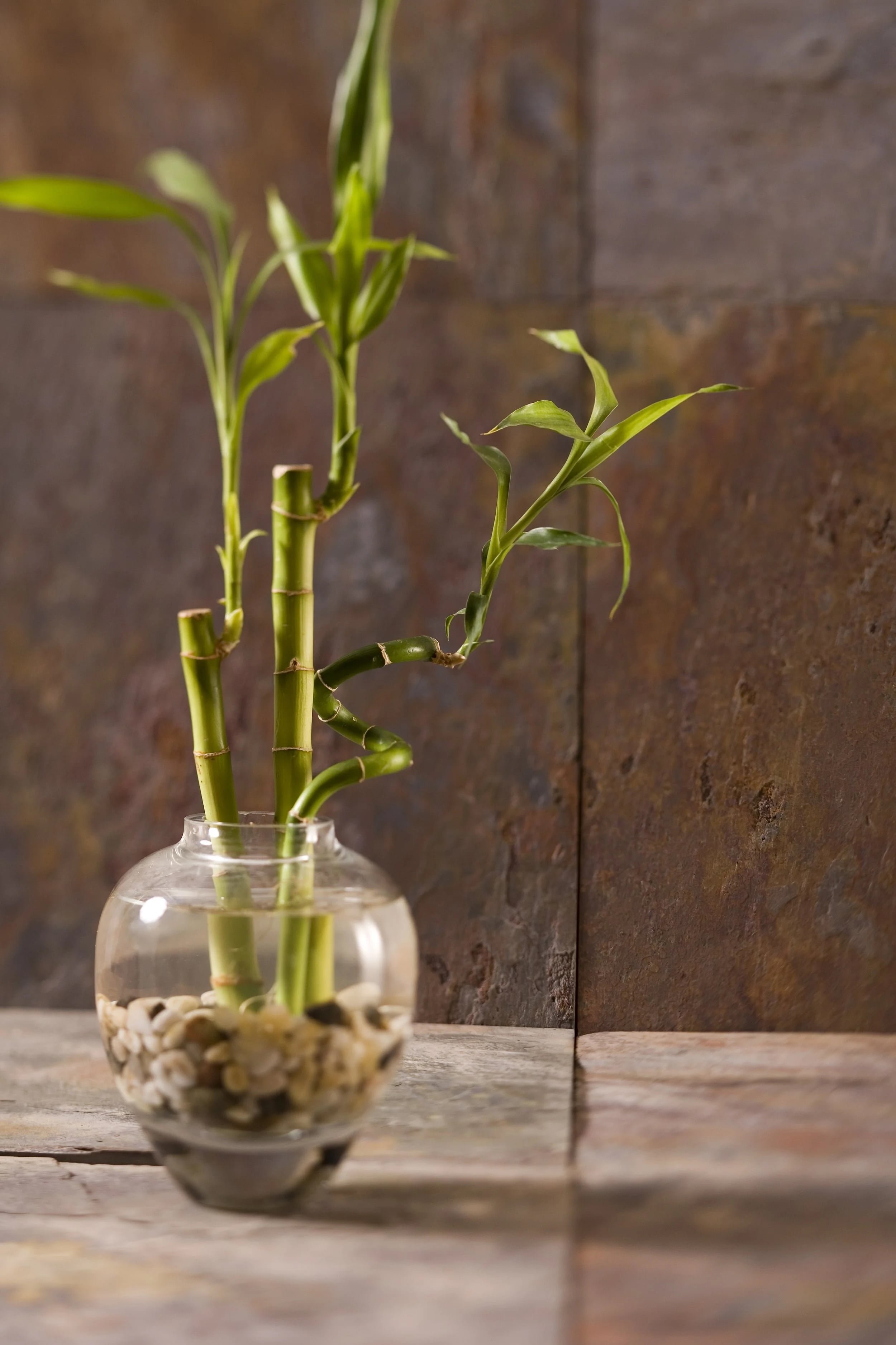 small glass jar with three shots of bamboo sitting on wooden surface in trauma therapy office in Concord, NC