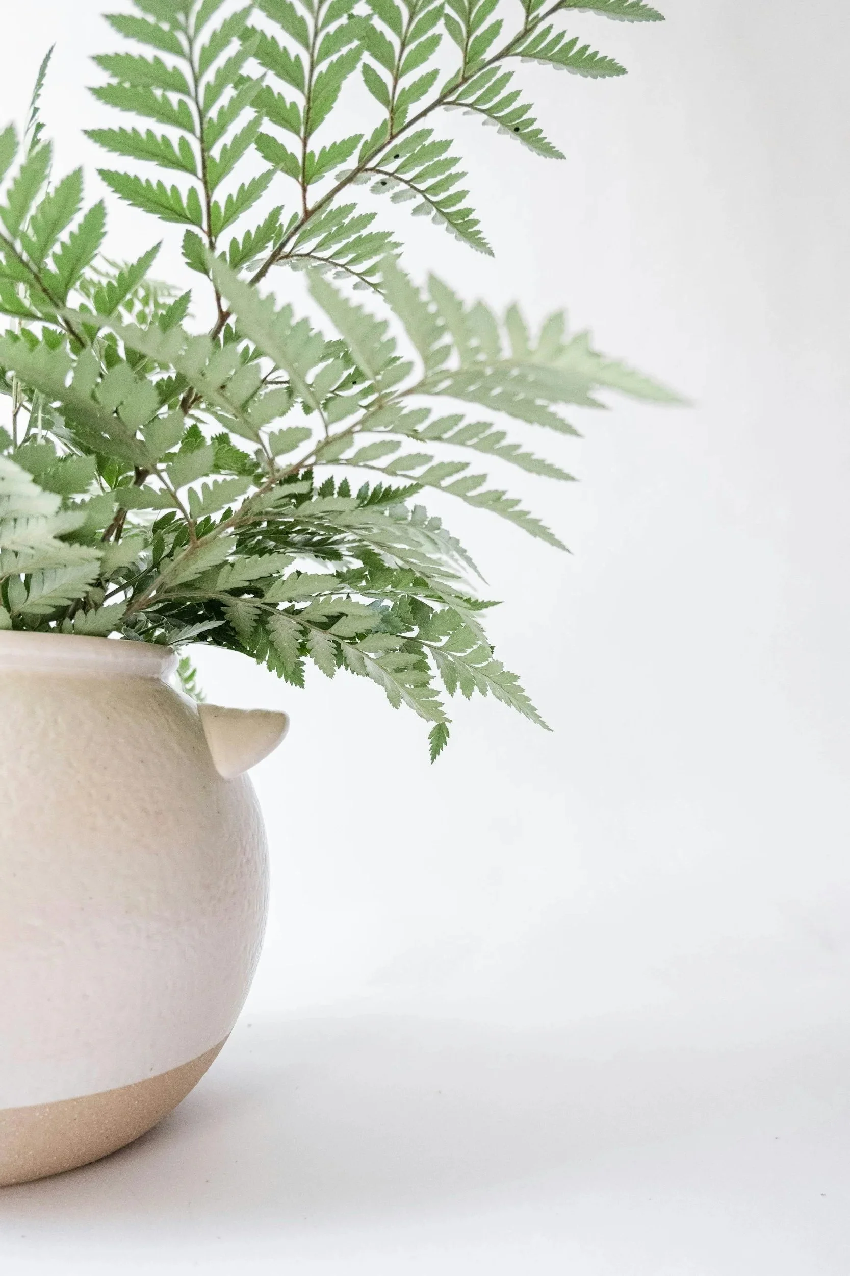 green fern in clay pot