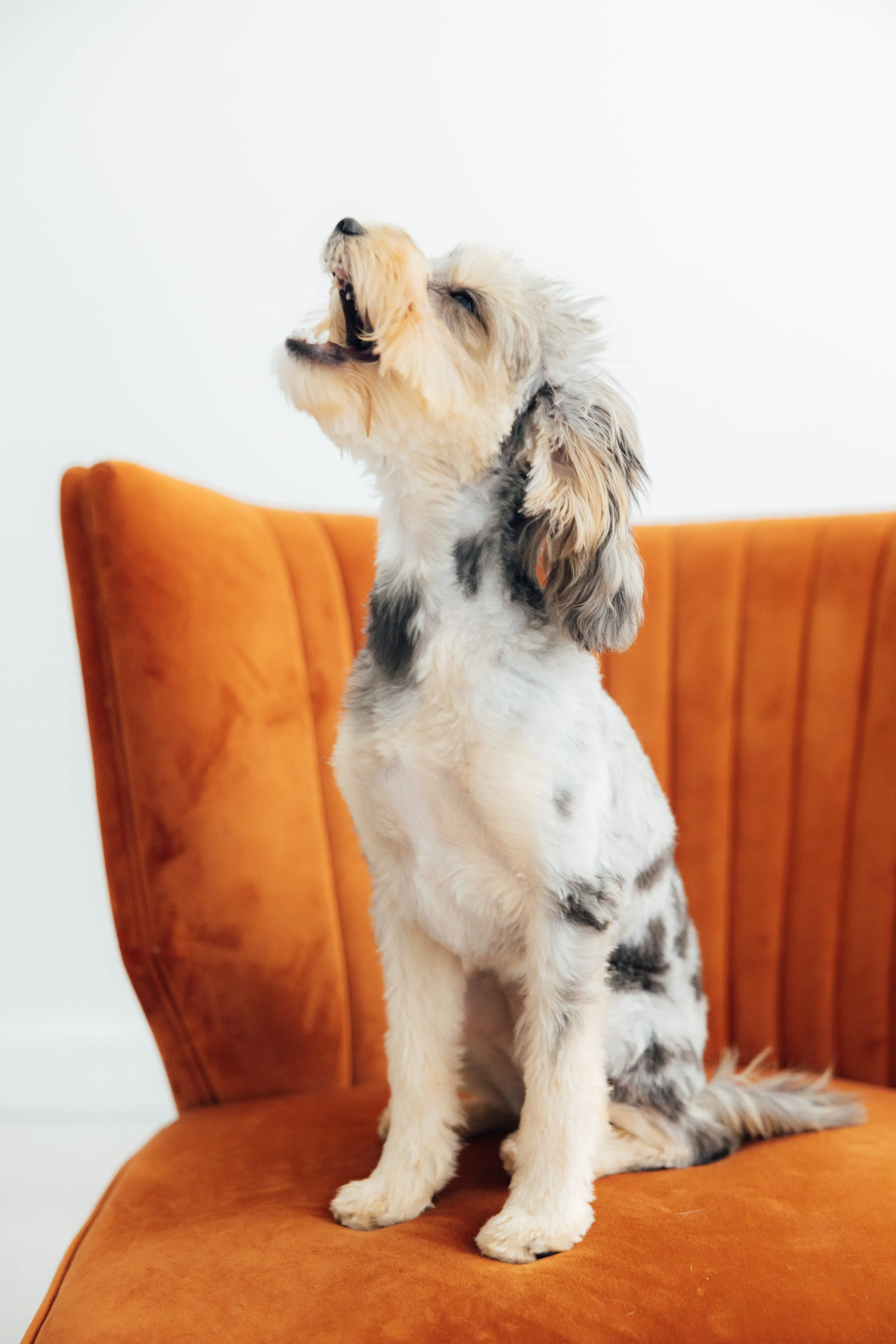 25.july.houndandheart-90.jpg