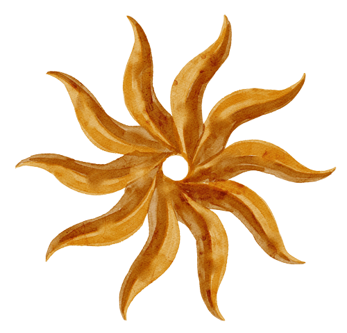 A star-shaped arrangement of dried, curved, orange-brown seed pods or pods with pointed tips.