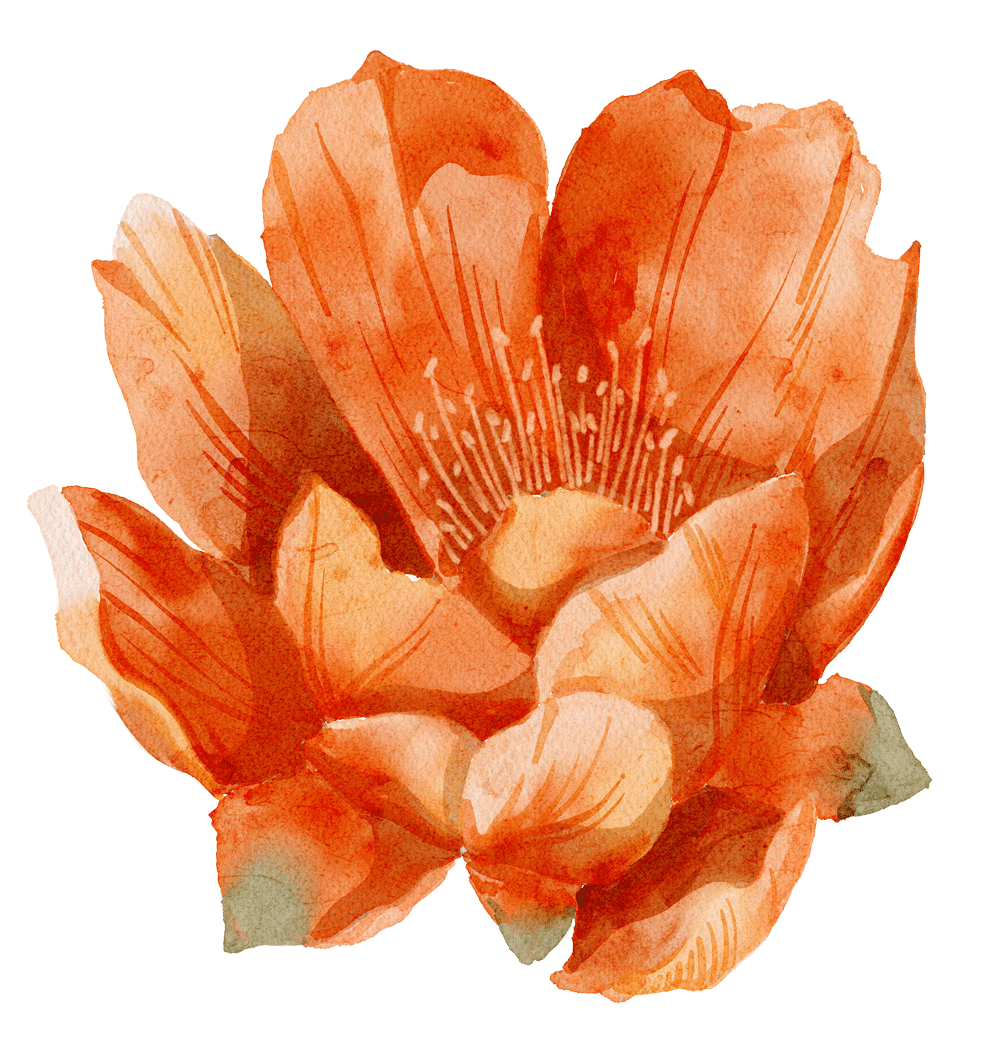 Watercolor illustration of an orange flower with multiple petals and detailed stamens.