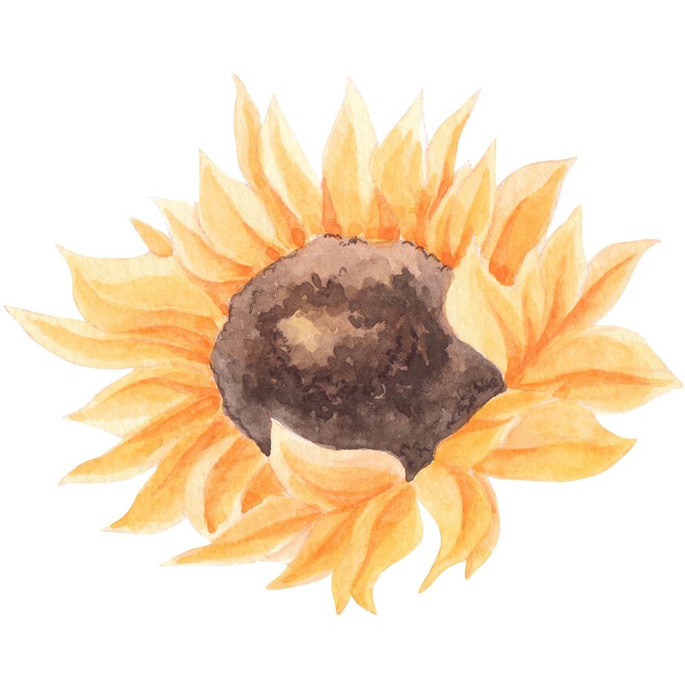 Watercolor painting of a sunflower with a brown center and yellow petals.
