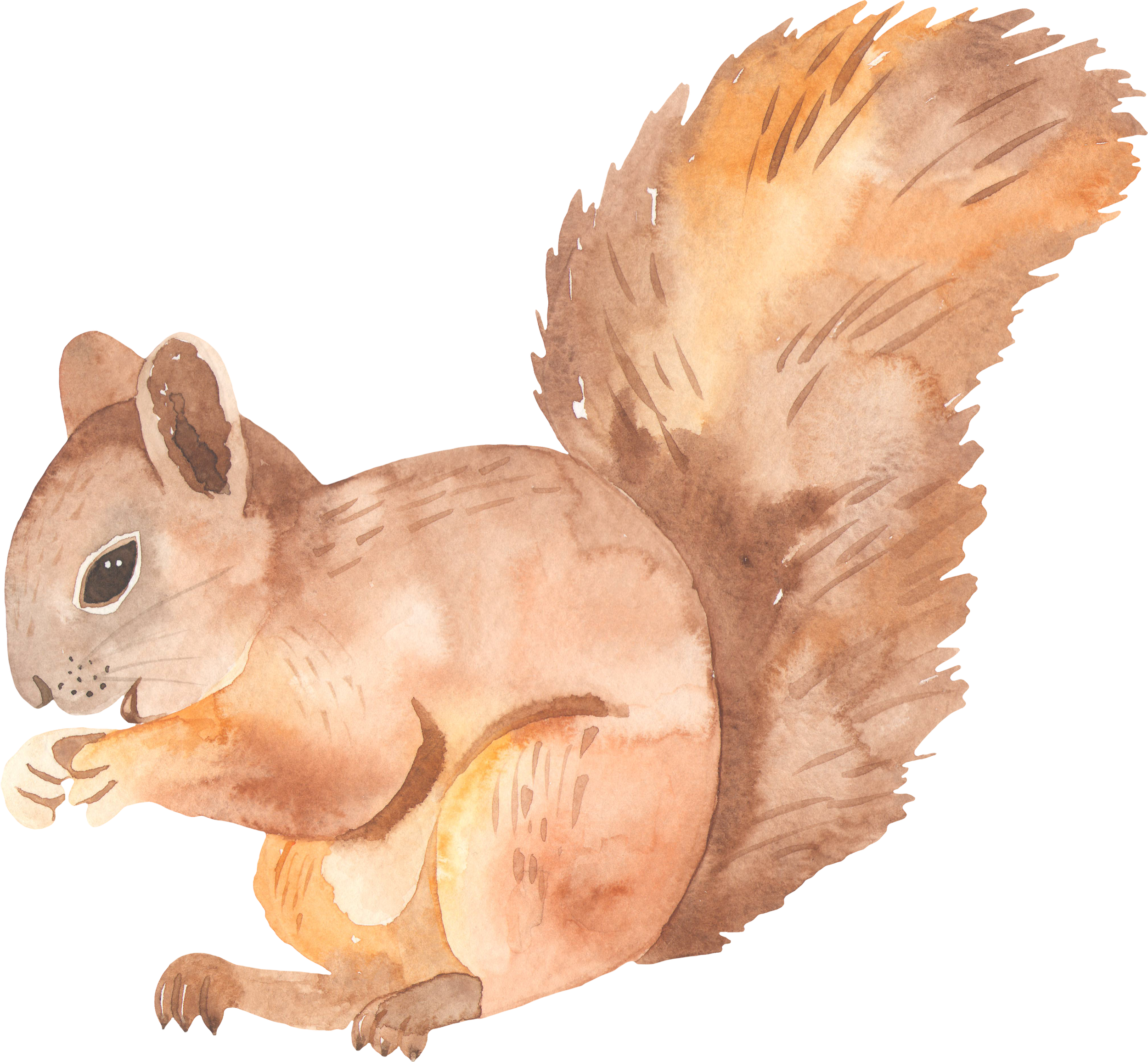 Watercolor illustration of a squirrel with a bushy tail.
