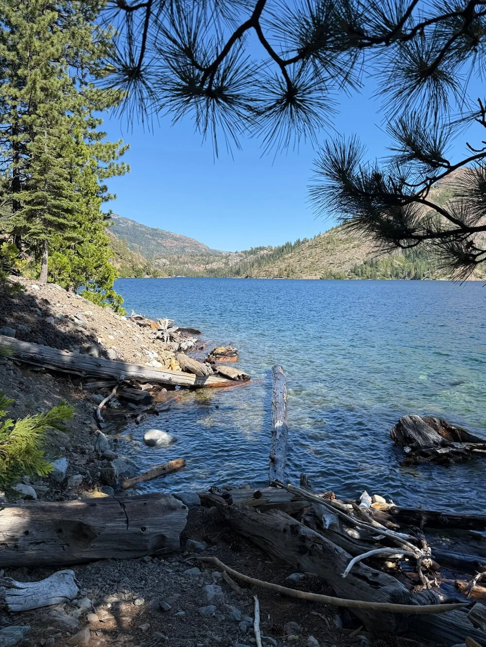 A lakeshore surrounded by trees, with clear water, rocks, and driftwood in the foreground, hills in the background, and a bright blue sky overhead.